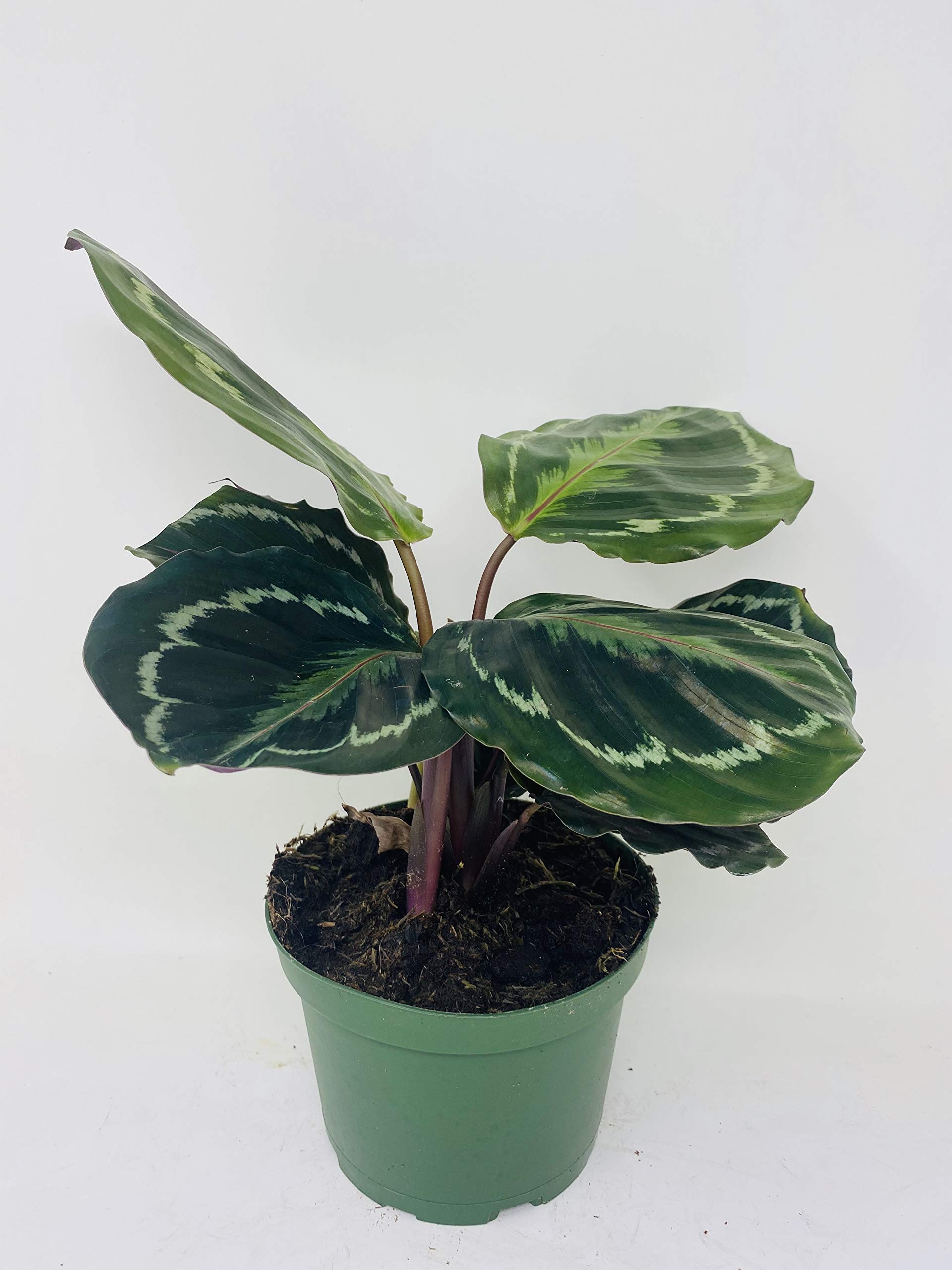 Calathea Rose Painted Prayer Plant - Live Houseplant in 6