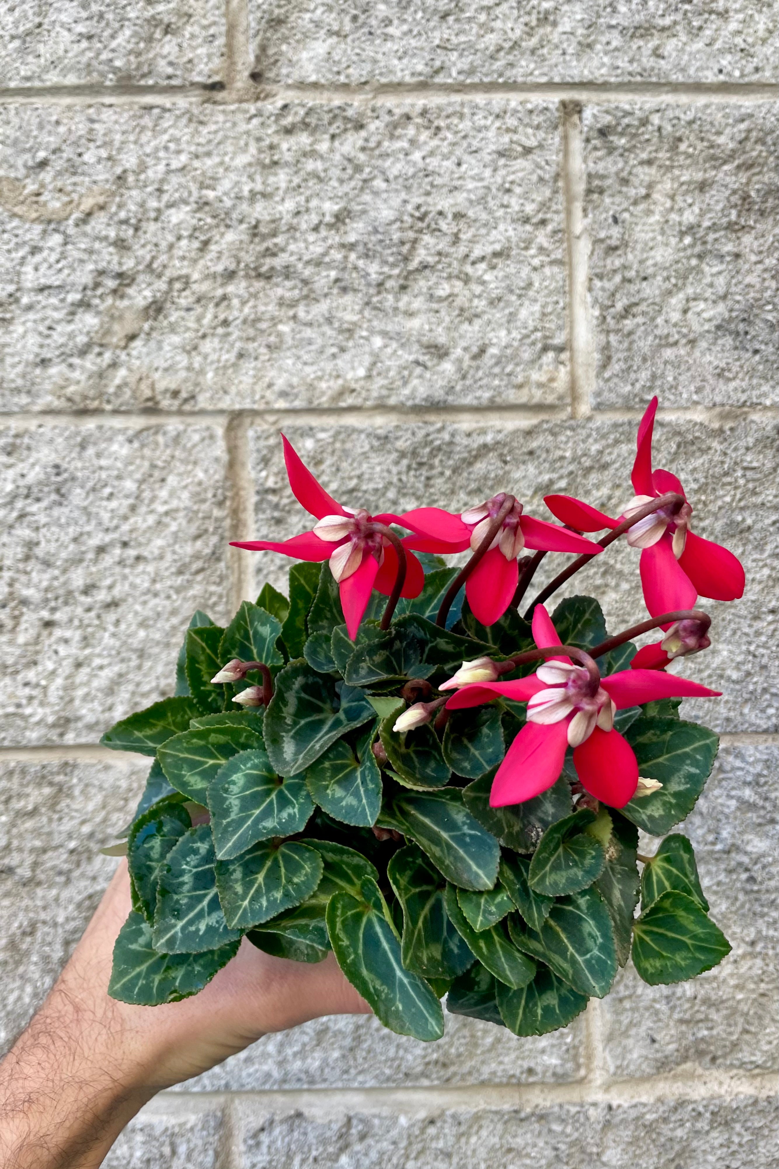 Cyclamen Plants - 4 to 5 Inch Potted Flowers for Home Decor, Office Desk & Garden Landscaping