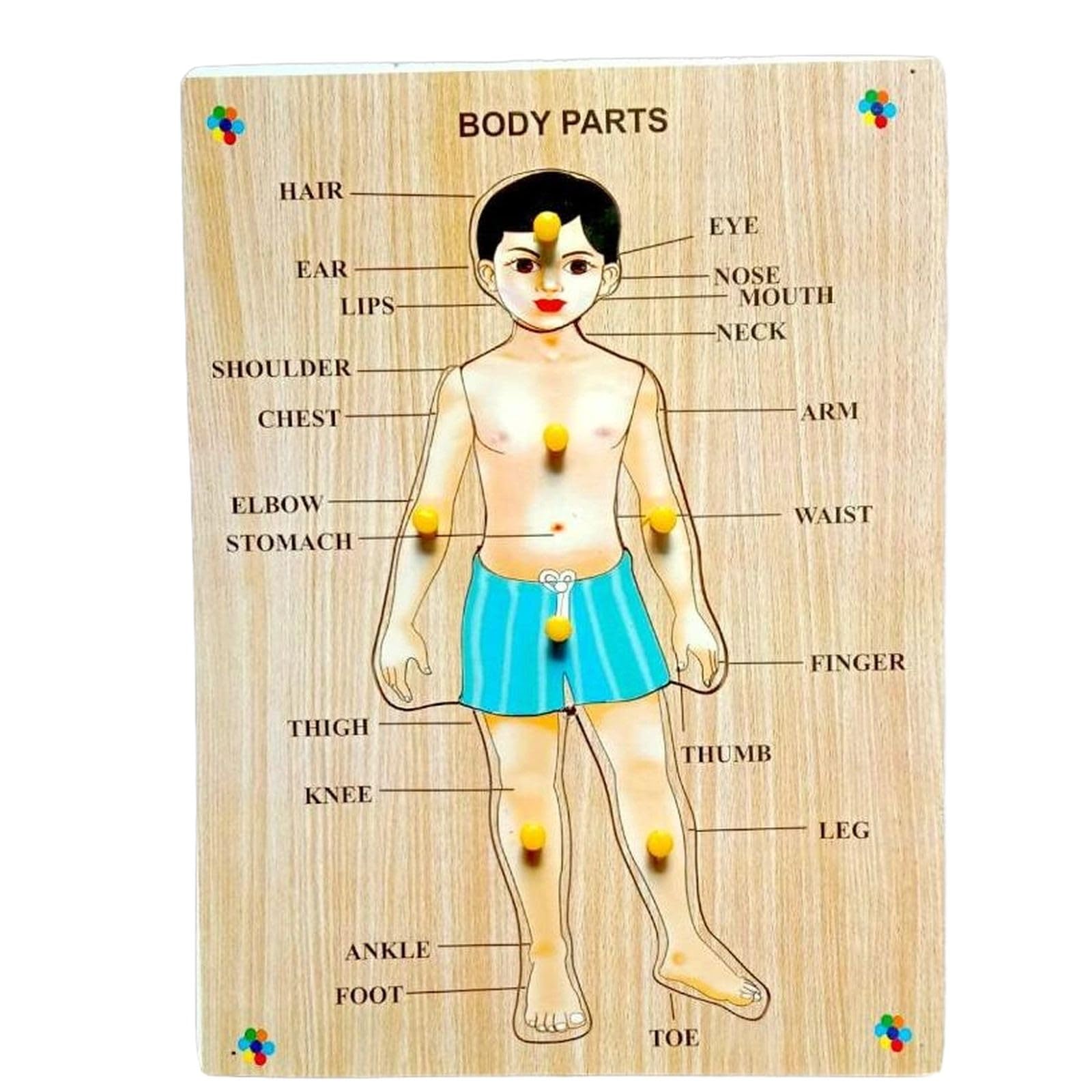 Wooden Human Body Parts Puzzle with Knobs - Educational Learning Toy for Kids & Toddlers - Montessori Anatomy Teaching Aid - Great for Homeschooling & Preschool Classroom Activities (Multicolor)