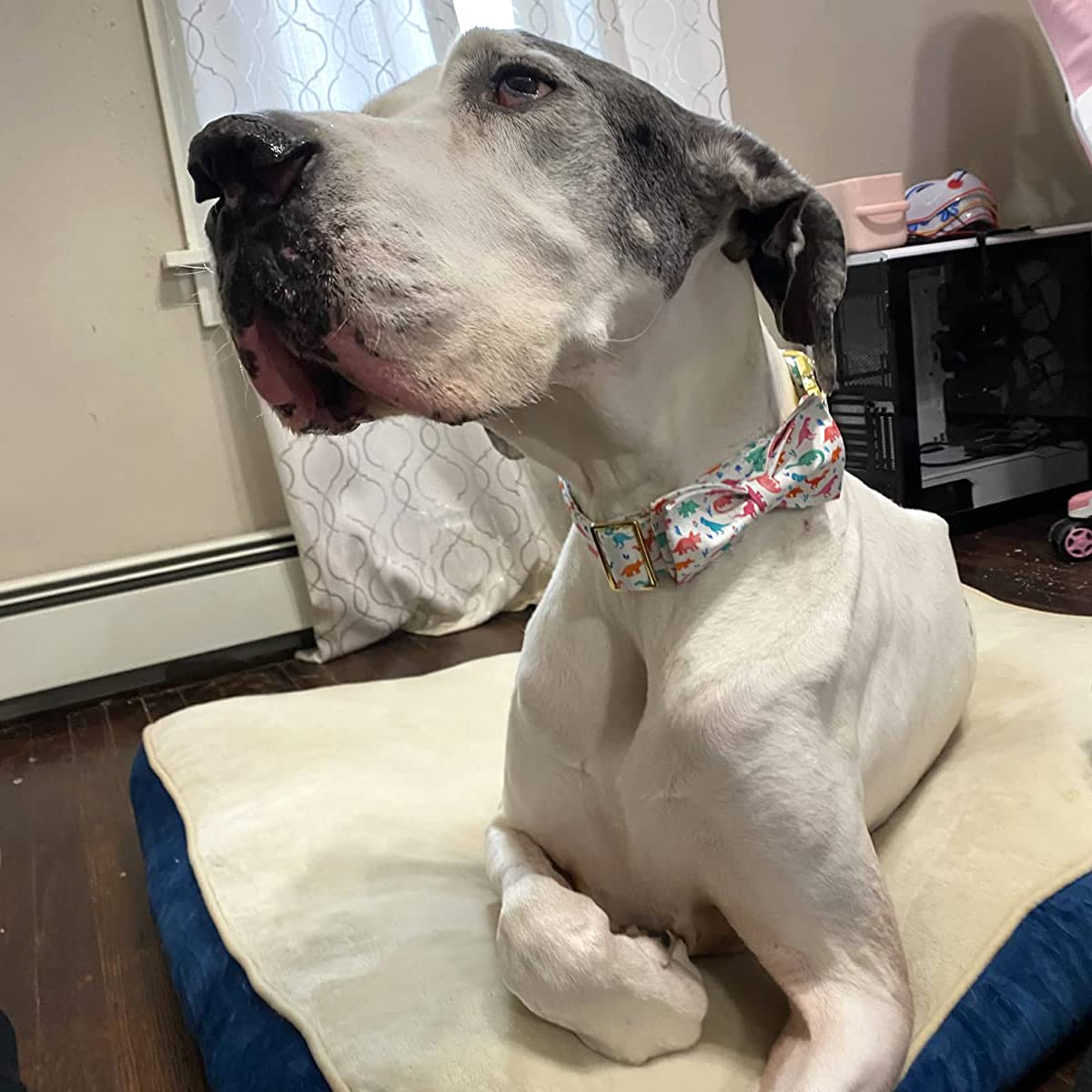 Dinosaur Bow Tie Dog Collar - Adjustable Cotton Pet Collar with Metal Buckle for Puppies, Dogs & Cats (XS) - Perfect for Parties, Weddings & Special Occasions