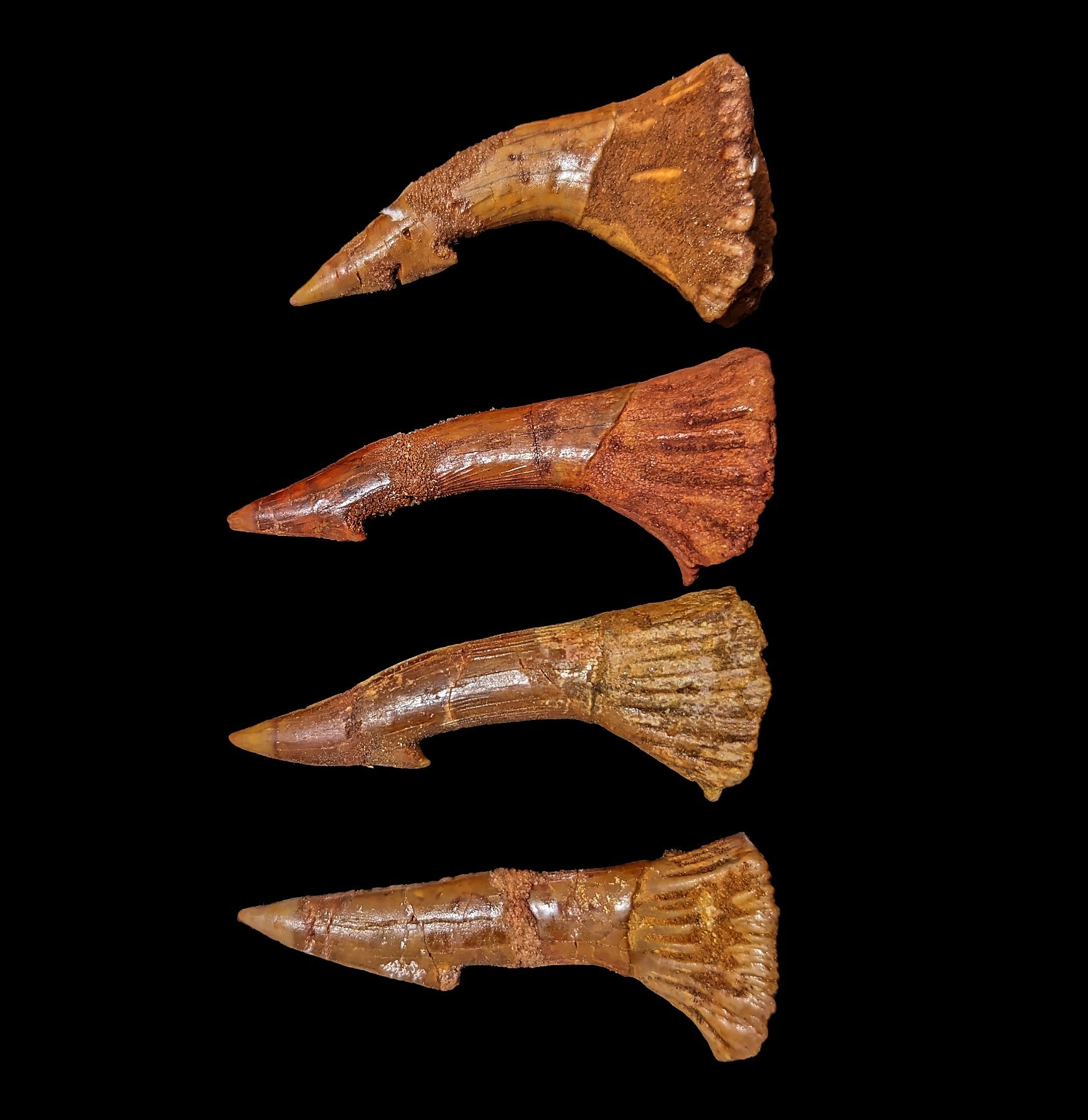Authentic Fossilized Sawfish Rostrum Barb - Rare Prehistoric Shark Tooth Relic for Collectors & Decor - Perfect for Home Display, Museum Exhibits & Paleontology Enthusiasts