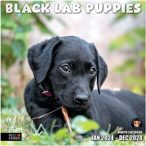 07 - Black Lab Puppies