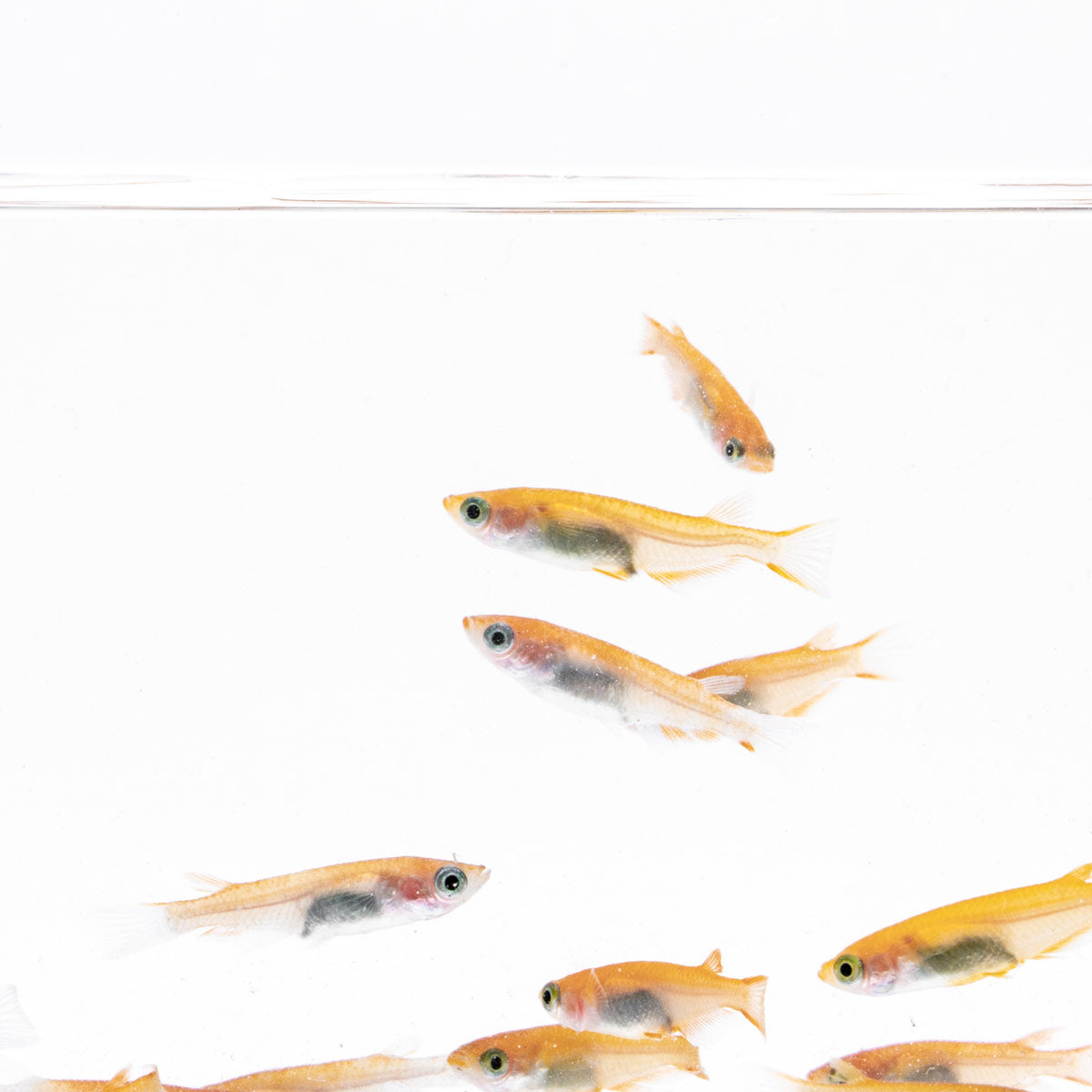 Yokihi Medaka Rice Fish - Premium Japanese Rice Fish for Aquariums & Ponds | Perfect for Home Aquascaping & Outdoor Water Gardens