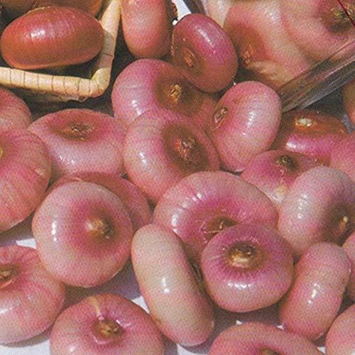 Italian Heirloom Cipollini Onion Seeds - Flat Pink to Red Bergamo Onion (100 Seeds) - Perfect for Home Gardening, Italian Cuisine & Gourmet Recipes