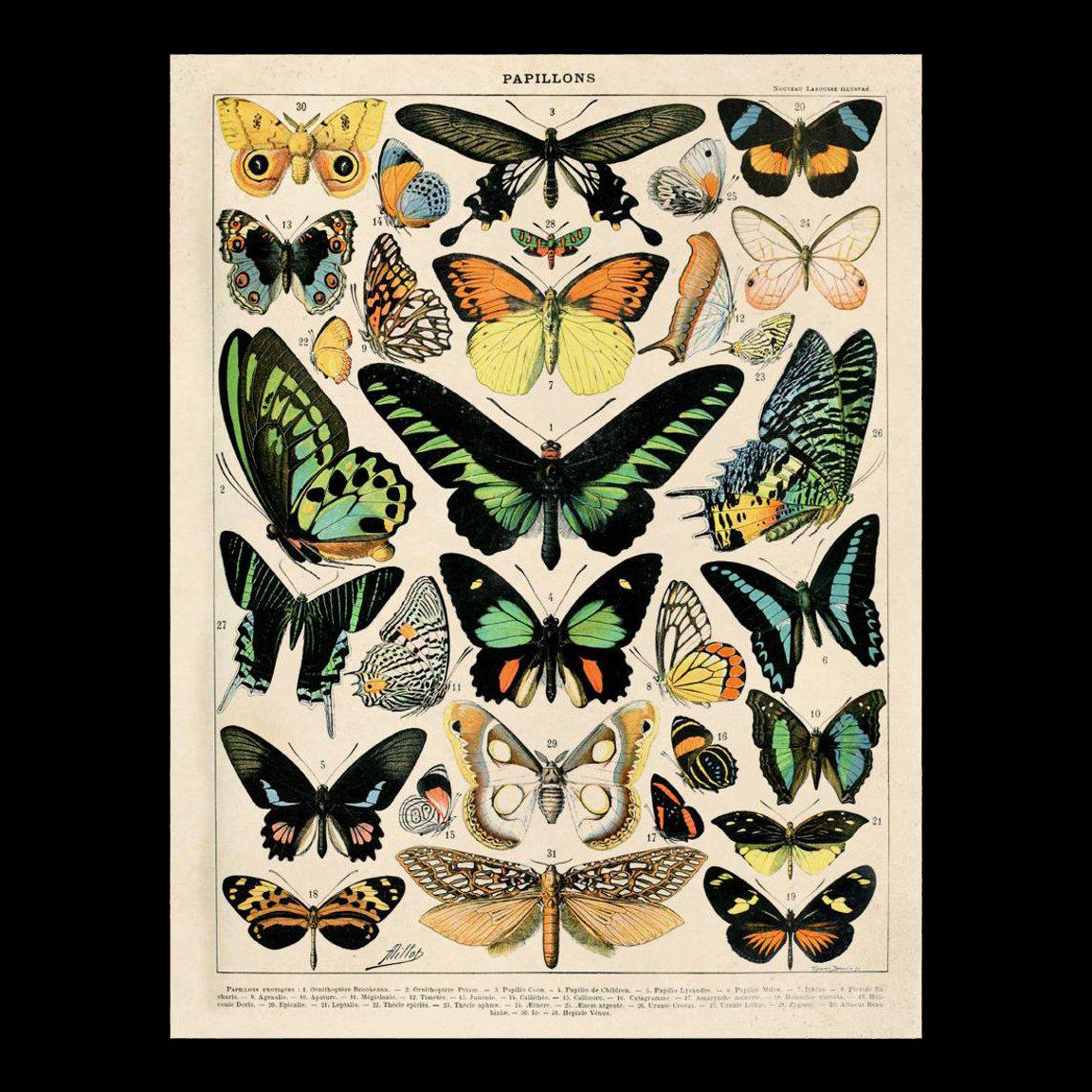 Butterfly Poster Wrap - Beautiful Butterfly Wall Art for Home Decor, Living Room, Bedroom & Office - Perfect for Gifts & Party Decorations