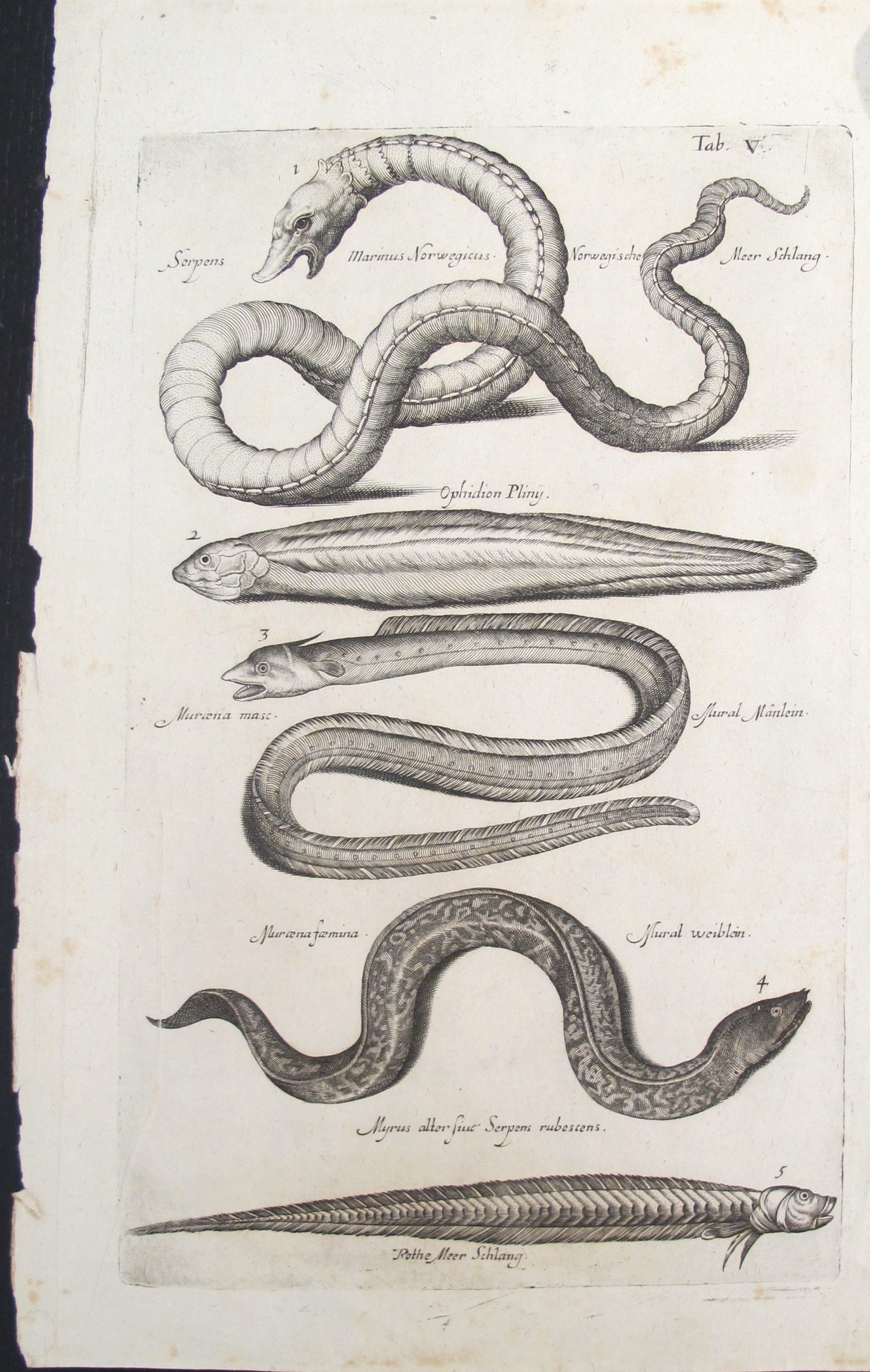 17th Century Italian Vintage Sea Serpent and Eel Colored Steel Engraving - Antique Book Page for Home Decor, Wall Art, and Historical Collectibles