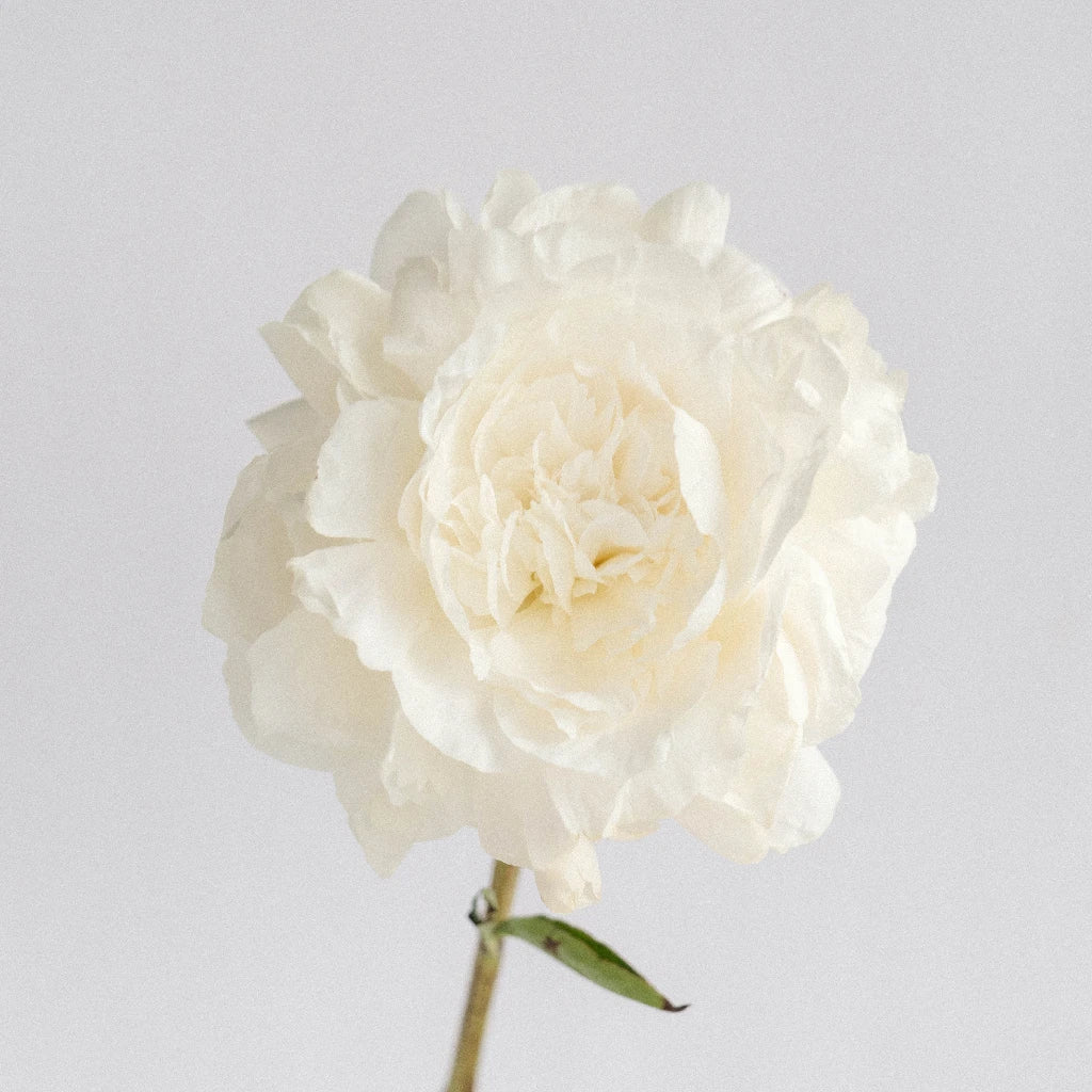 Premium Cream Peonies Bouquet - Fresh June Delivery for Weddings, Home Decor & Special Occasions