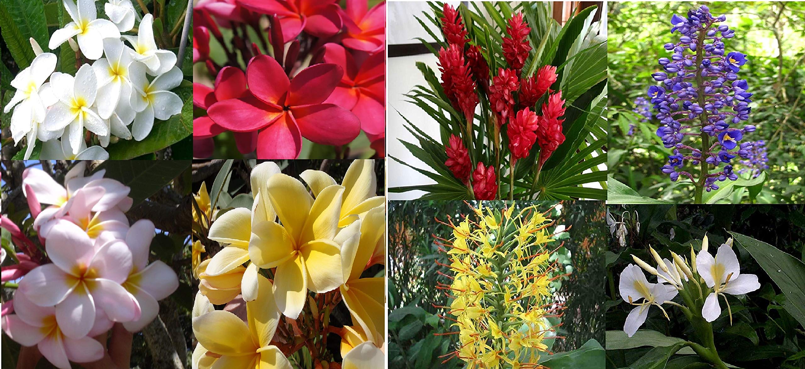 4 Hawaiian Plumeria Plant Cuttings & 5 Ginger Roots for Planting - Fragrant Tropical Flowers for Garden, Landscaping and Home Decor
