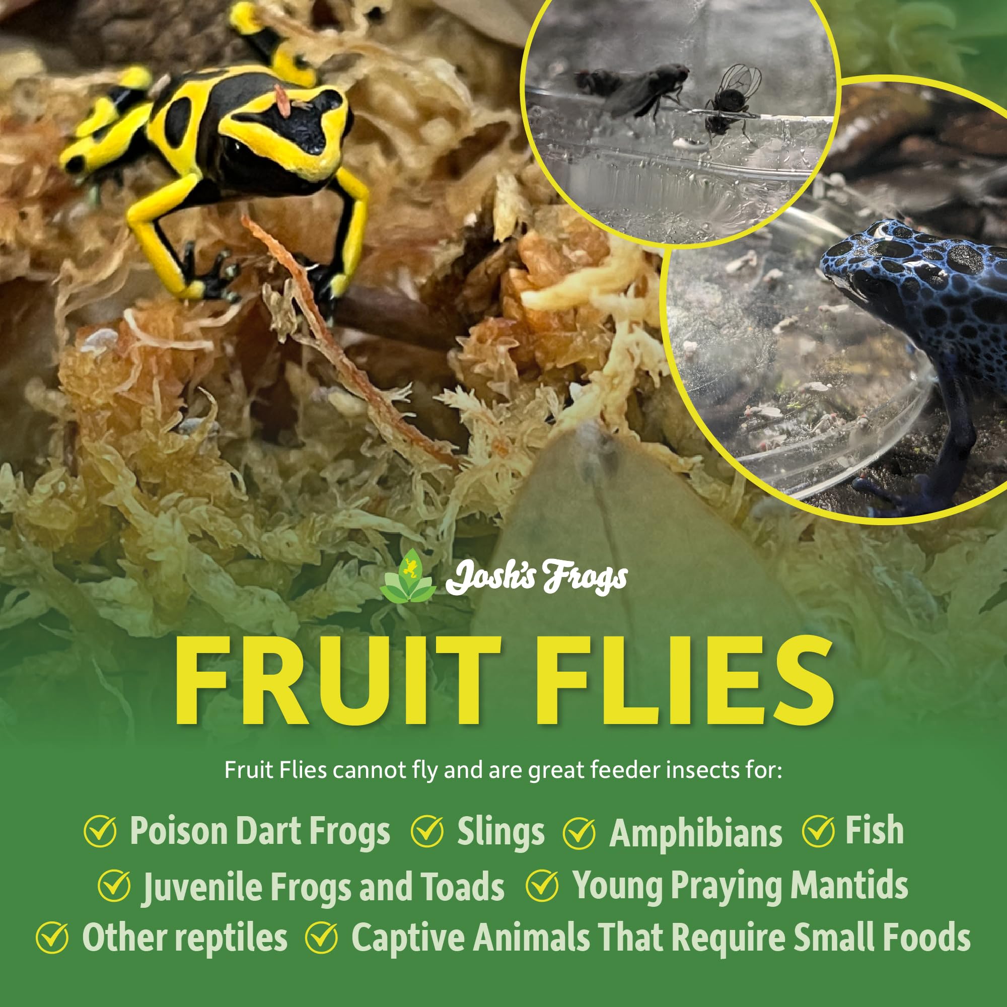 Josh's Frogs Wingless Drosophila Melanogaster Fruit Fly Cultures - Fresh Live Food for Reptiles, Amphibians & Fish - Ideal for Feeding Frogs, Lizards, and Small Pets