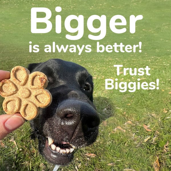 Fruitables Biggies Pumpkin & Blueberry Dog Treats - Healthy Natural Snacks for Large Breed Dogs - Perfect for Training, Rewards & Dental Health