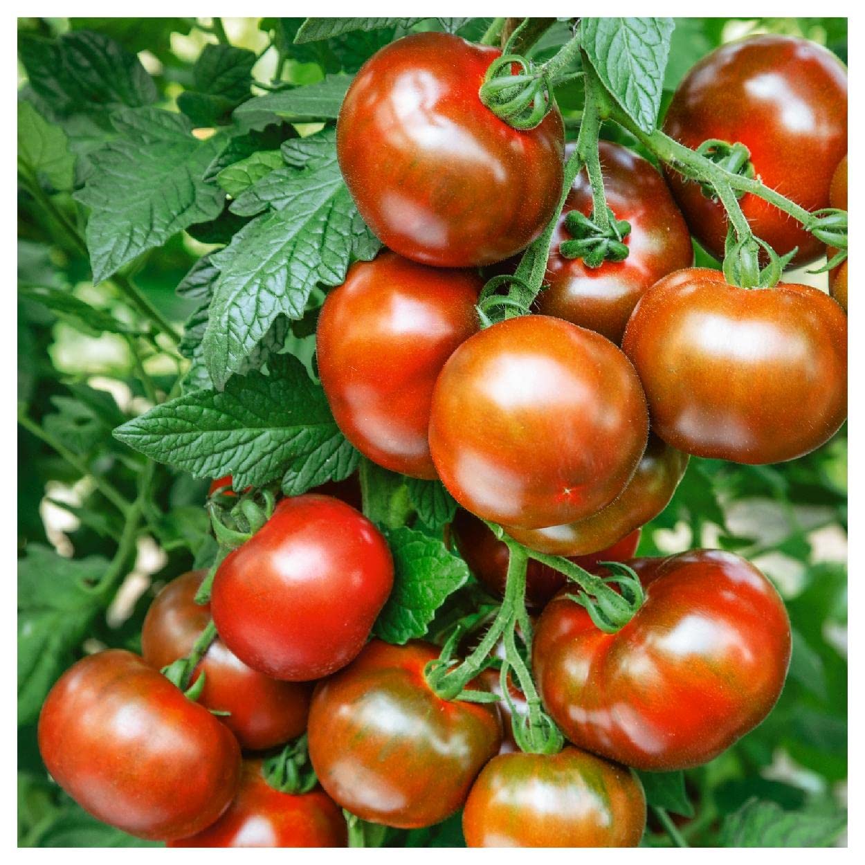 Organic Black Prince Heirloom Tomato Seeds - 1/4 Lb Non-GMO Open Pollinated - Everwilde Farms Gold Vault Pack - Perfect for Home Garden, Greenhouse & Urban Farming
