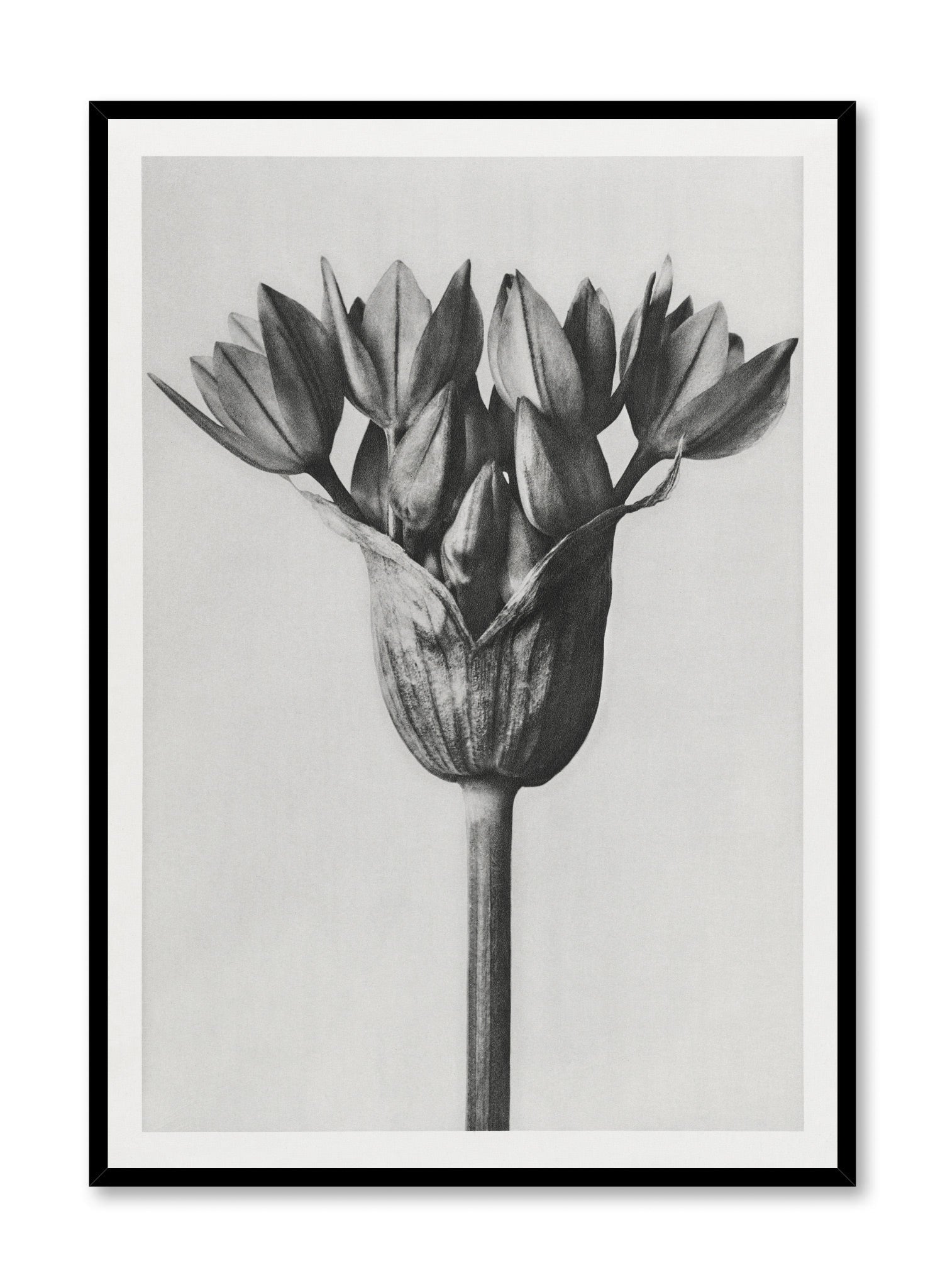 Vintage Moody Blossom Floral Wall Art Poster - Aesthetic Home Decor for Living Room, Bedroom & Office