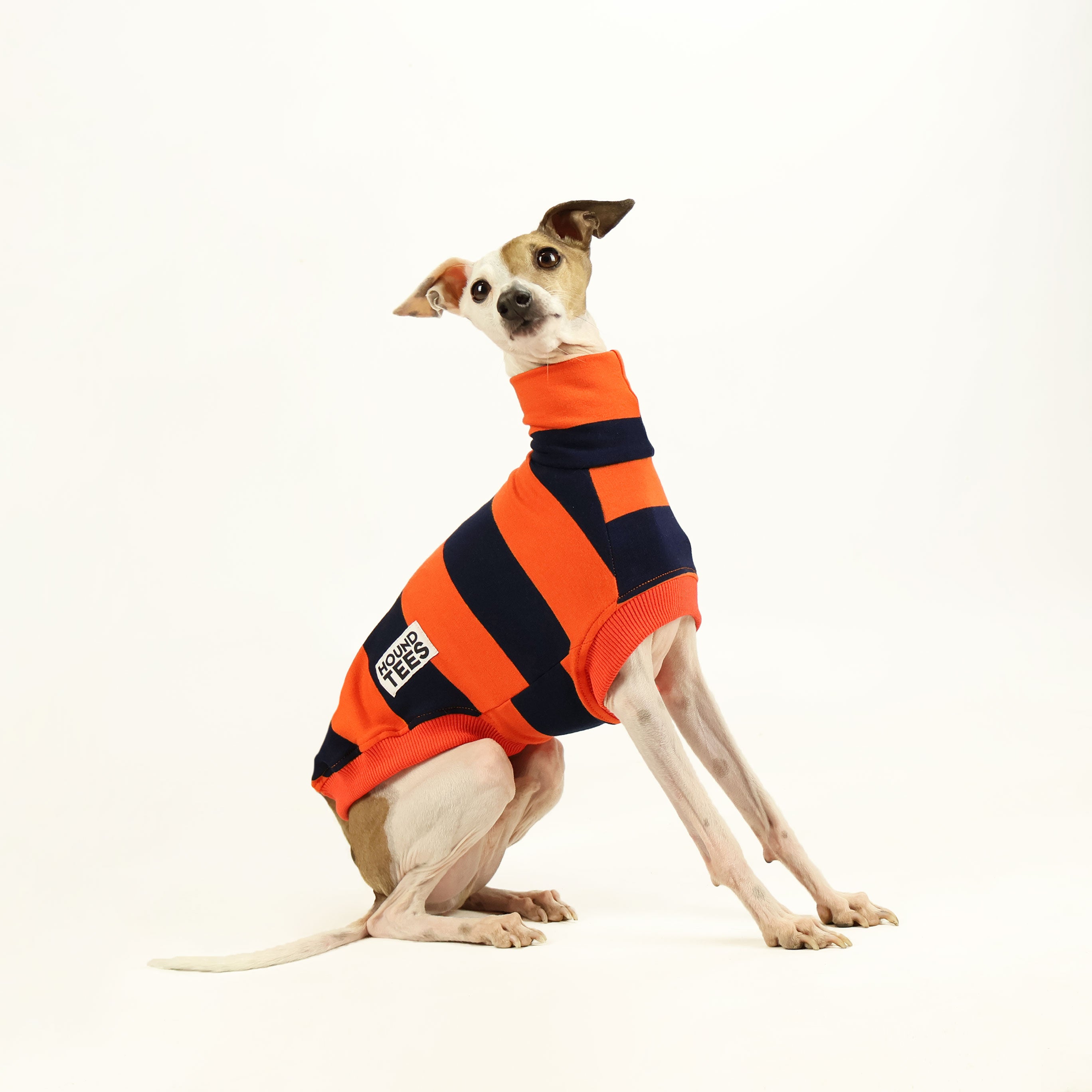 Italian Greyhound Jack O' Lantern Sleeveless Sweater - Halloween Pet Costume for Small Dogs, Festive Dog Apparel for Parties & Photo Shoots