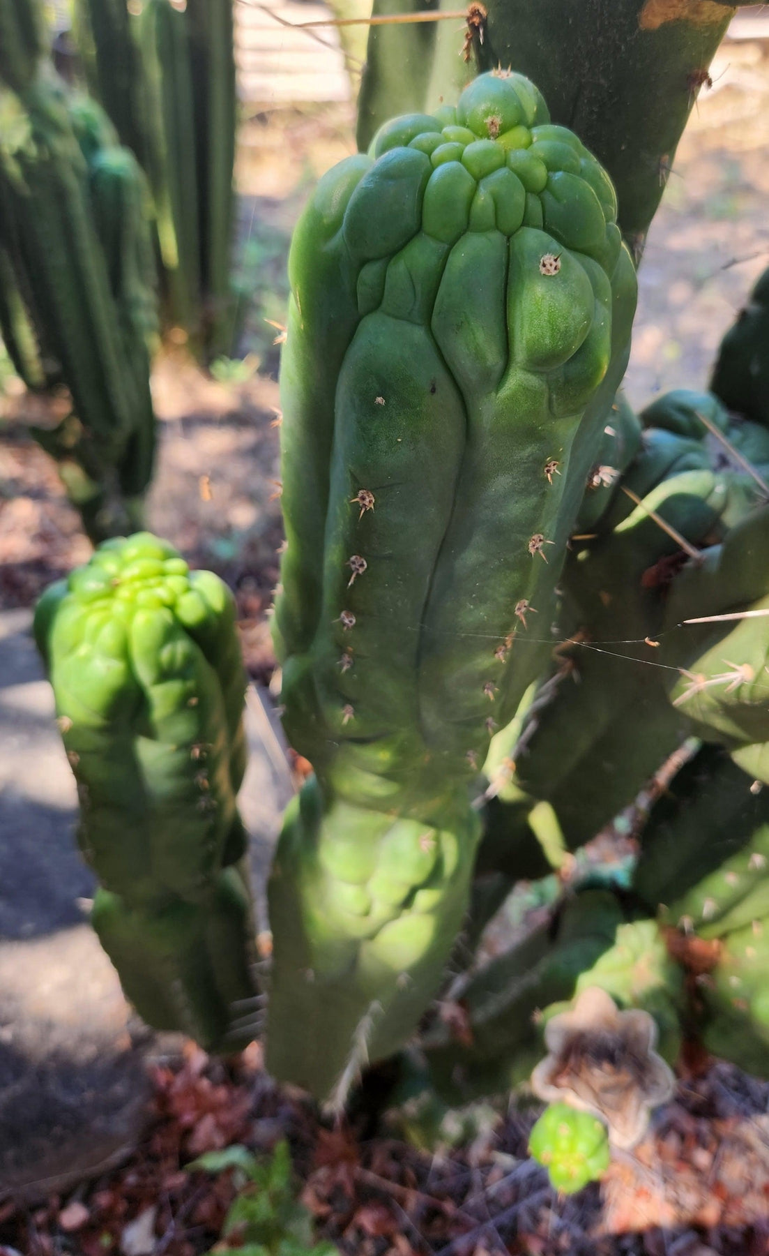 TPM Cactus Cuttings | Trichocereus Pachanoi Monstrose | Live Succulent Plants for Home & Garden Decor