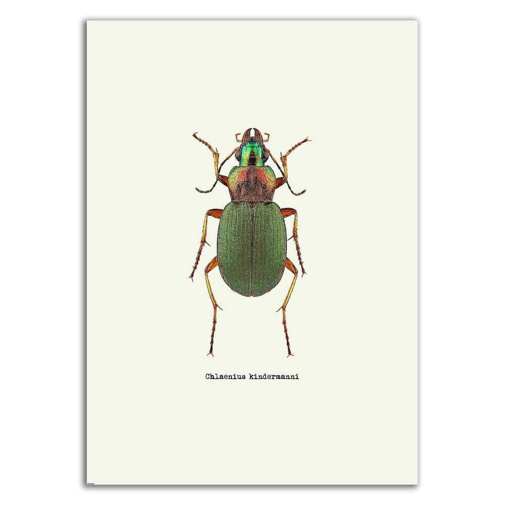Beetle Green by GraphINC - Premium Canvas Wall Art Print, Ready to Hang - Perfect for Living Room, Bedroom & Office Decor