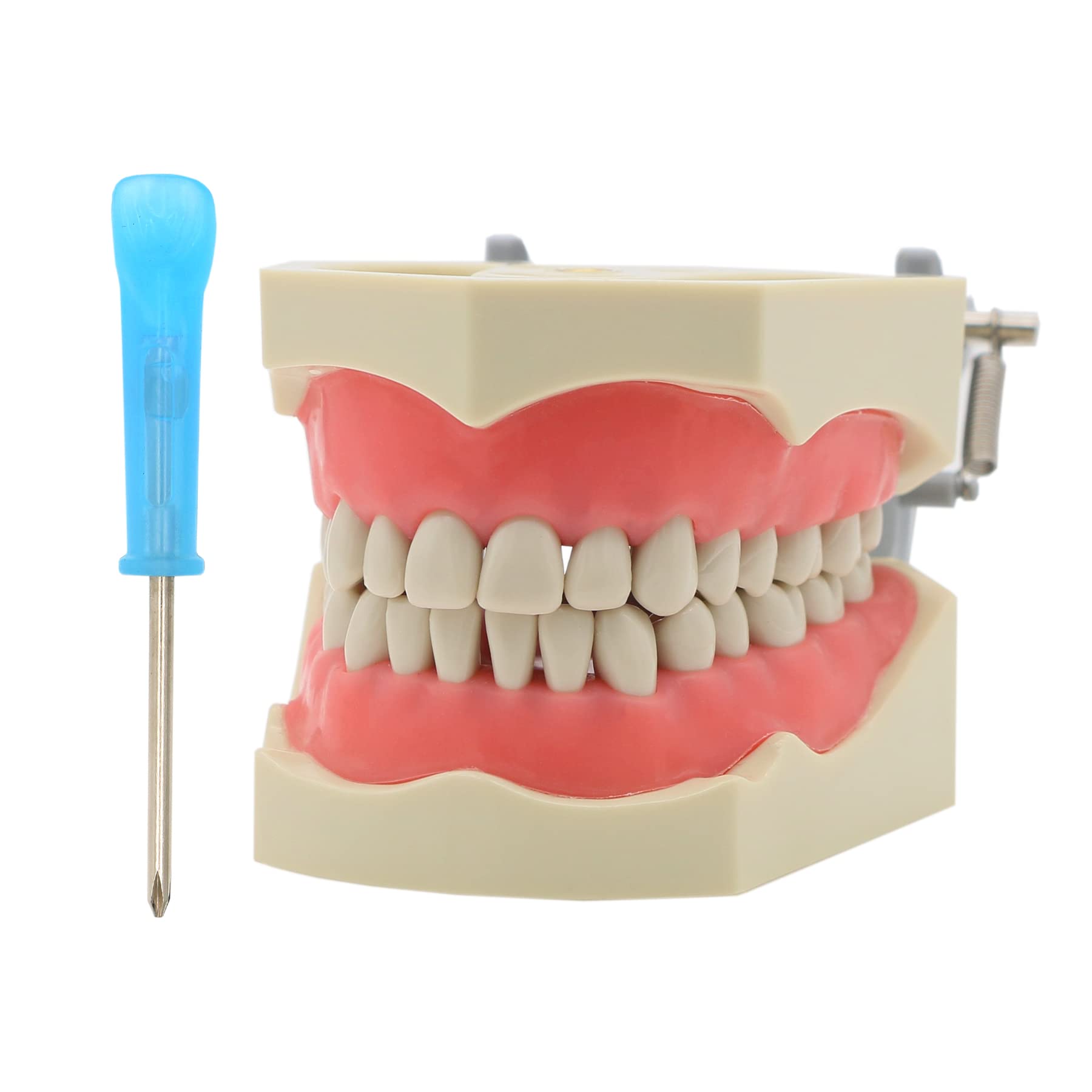 Columbia Dentoform Fit Dental Typodont Model - 32 Teeth (M8030) for CDCA Licensing Exam & Dental Training | Perfect for Students, Dentists & Clinical Practice