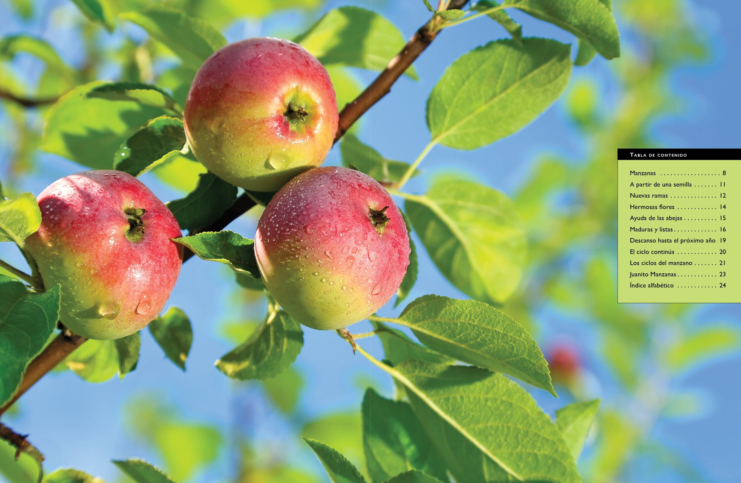 Fresh Red Delicious Apples - Crisp & Juicy, USDA Organic, Perfect for Snacks, Salads & Baking (9798889891147) - Ideal for Healthy Eating, Lunchboxes & Desserts