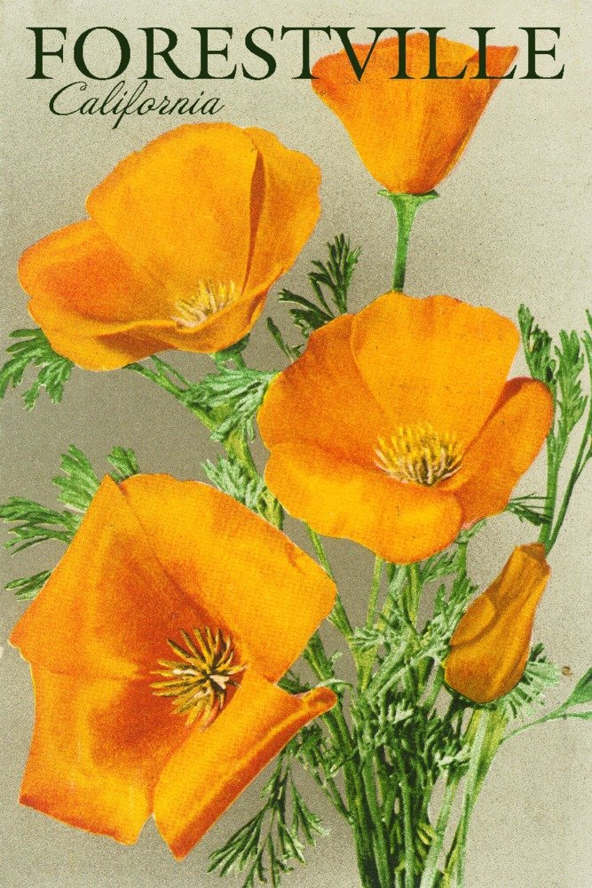 Gallery Quality 16x24 Poppy Flowers Metal Wall Art - Premium Aluminum Decor for Home & Office - Forestville California Inspired Floral Design