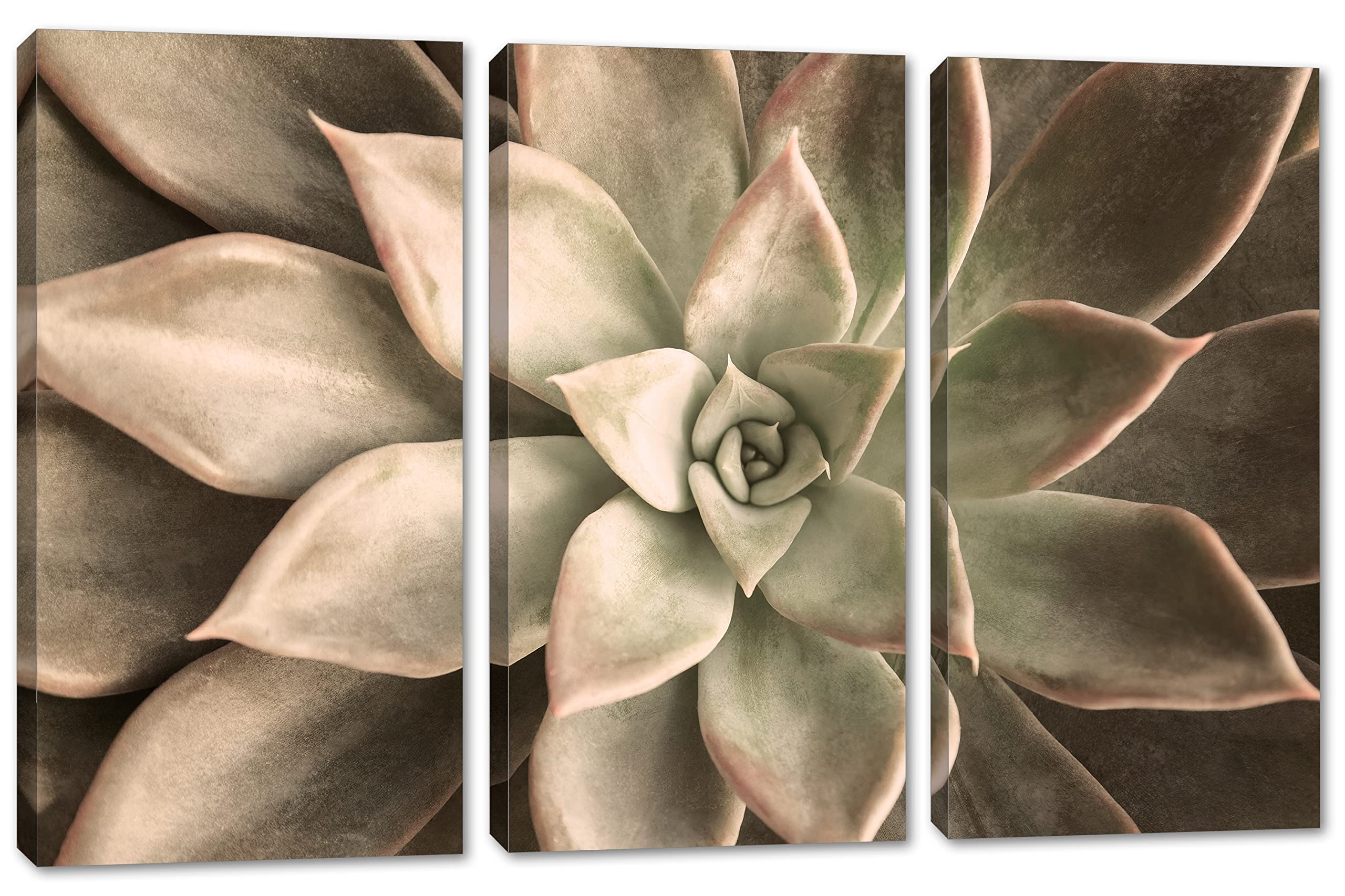 24x16 Inch Echeveria Succulent Canvas Print - 3 Panel Split Botanical Wall Art in Beige | Perfect for Living Room, Bedroom & Office Decor