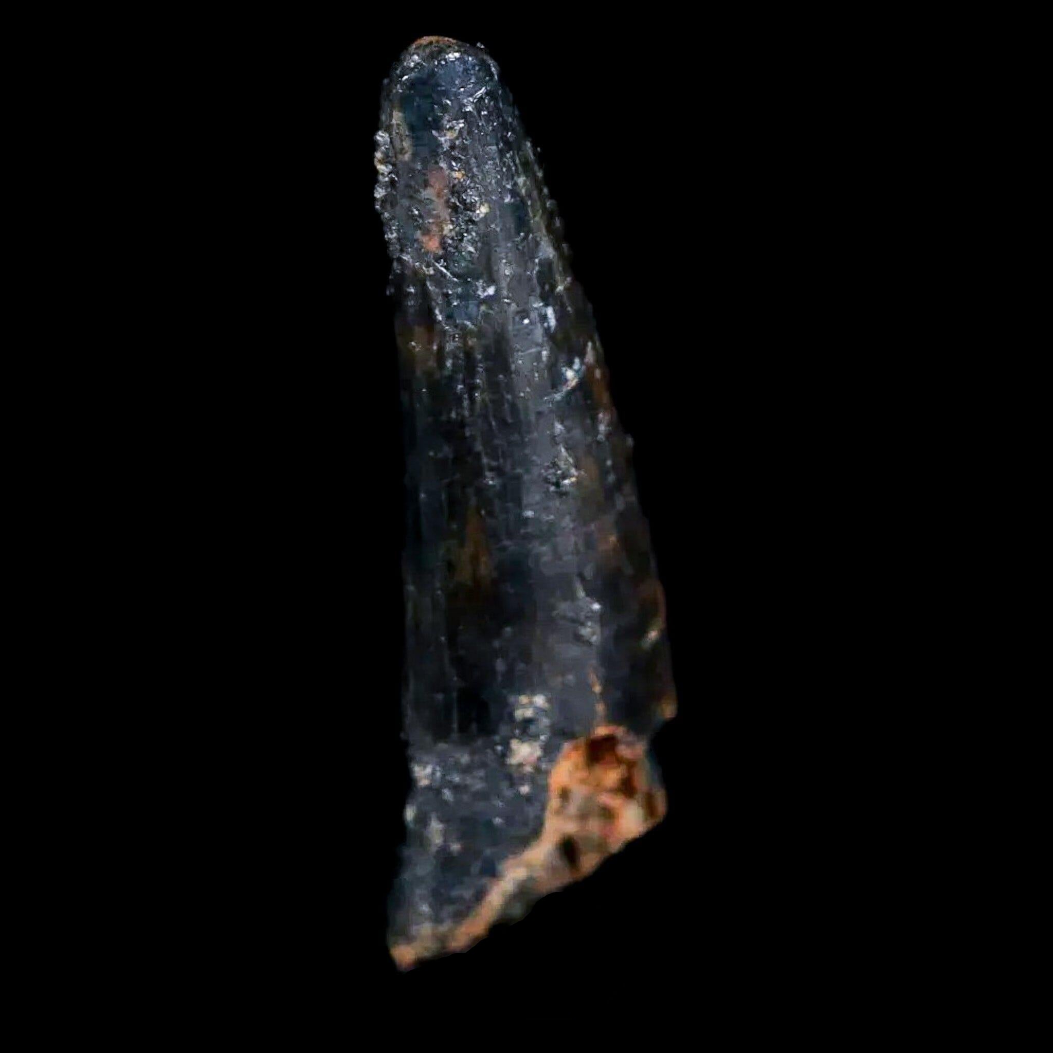 Authentic Pterosaur Coloborhynchus Fossil Tooth - Upper Cretaceous Era - Morocco - Includes COA & Display Case - Perfect for Collectors, Paleontology Enthusiasts, and Home Decor