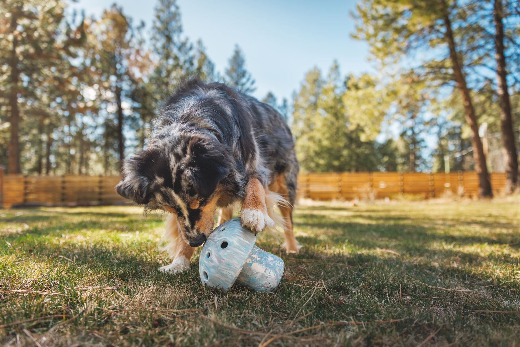 Porcini™ Dog Puzzle Toy with Treat Dispenser - Enriching Blue Prism Chew Toy for Small & Large Dogs | Ruffwear® - Perfect for Indoor Play & Mental Stimulation