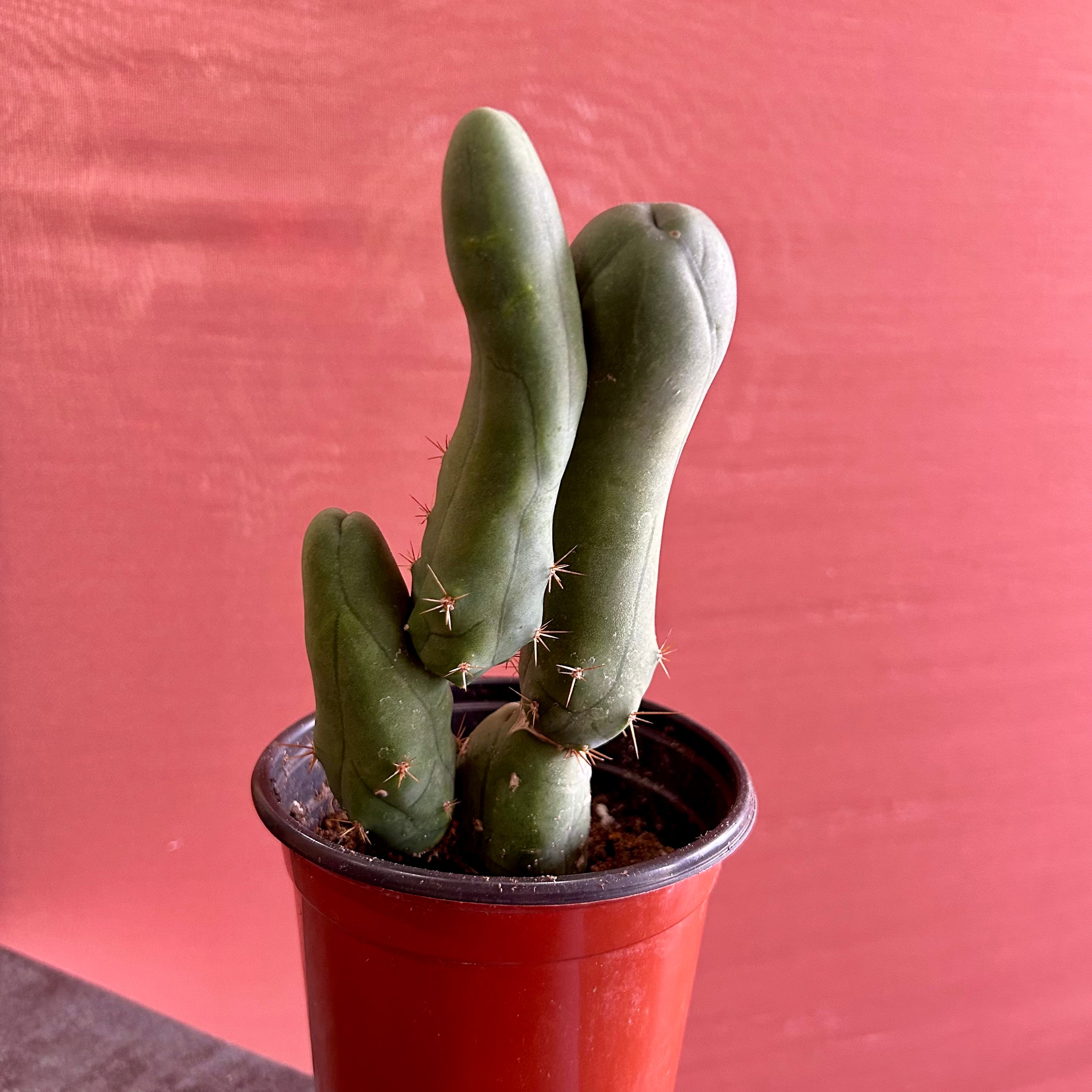 Small Cactus Plants for Home & Office Decor - Perfect for Desks, Windowsills, and Gift Giving
