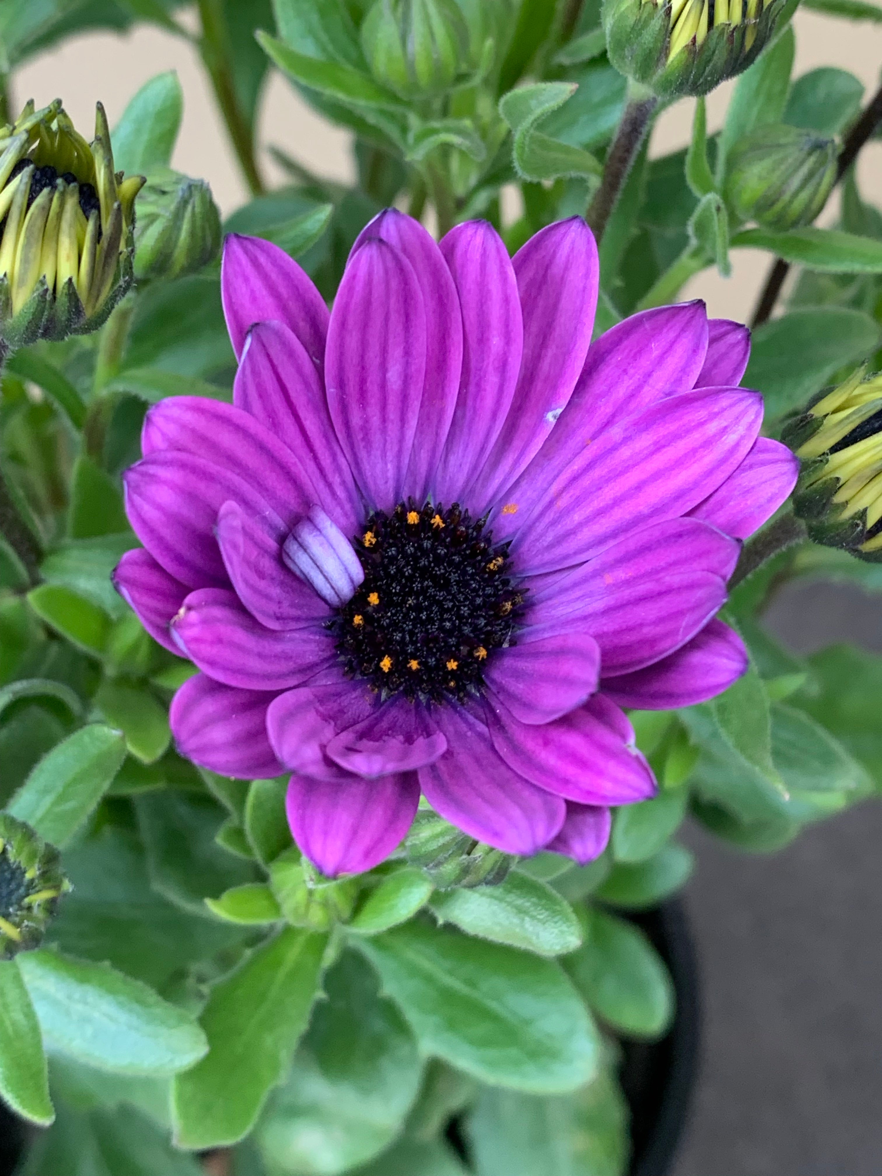 Osteospermum ‘Power Packed Blue’ African Daisy Seeds - Vibrant Blue Flowers for Garden Beds, Borders & Containers | Perfect for Pollinator Gardens & Sunny Landscapes