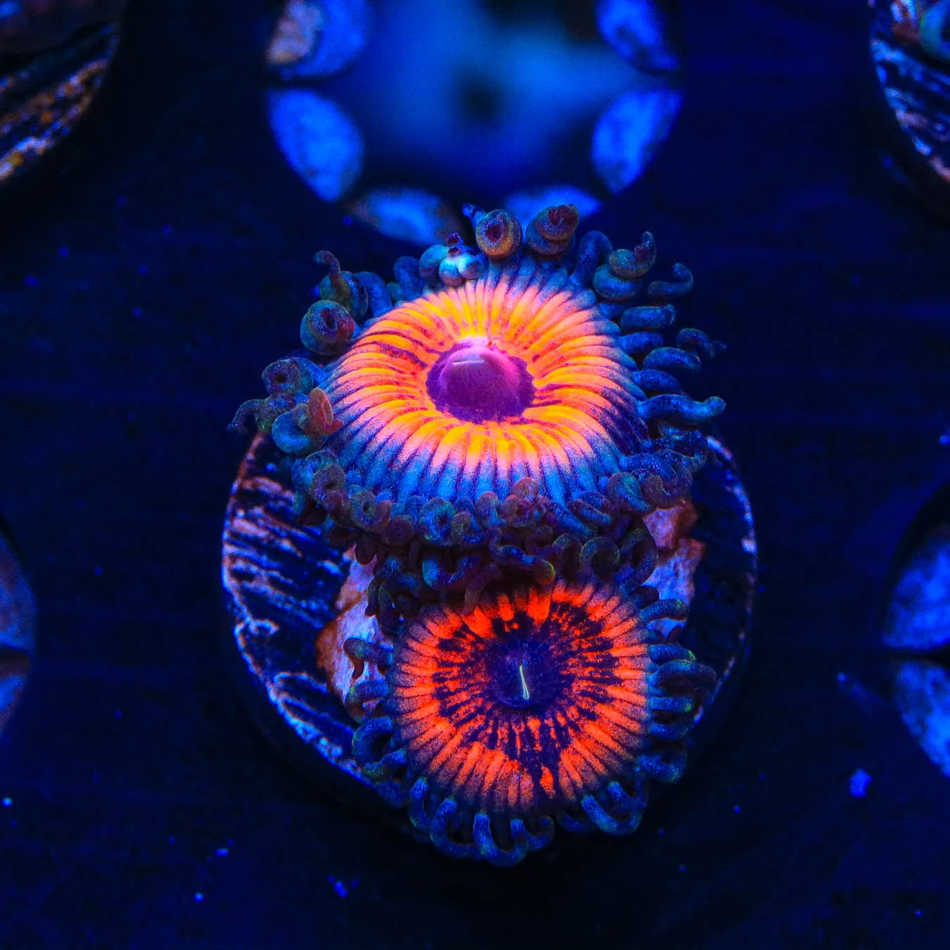 Everlasting Gobstopper Zoanthids Coral - Vibrant Saltwater Aquarium Coral for Reef Tanks | Perfect for Marine Aquascaping and Coral Propagation