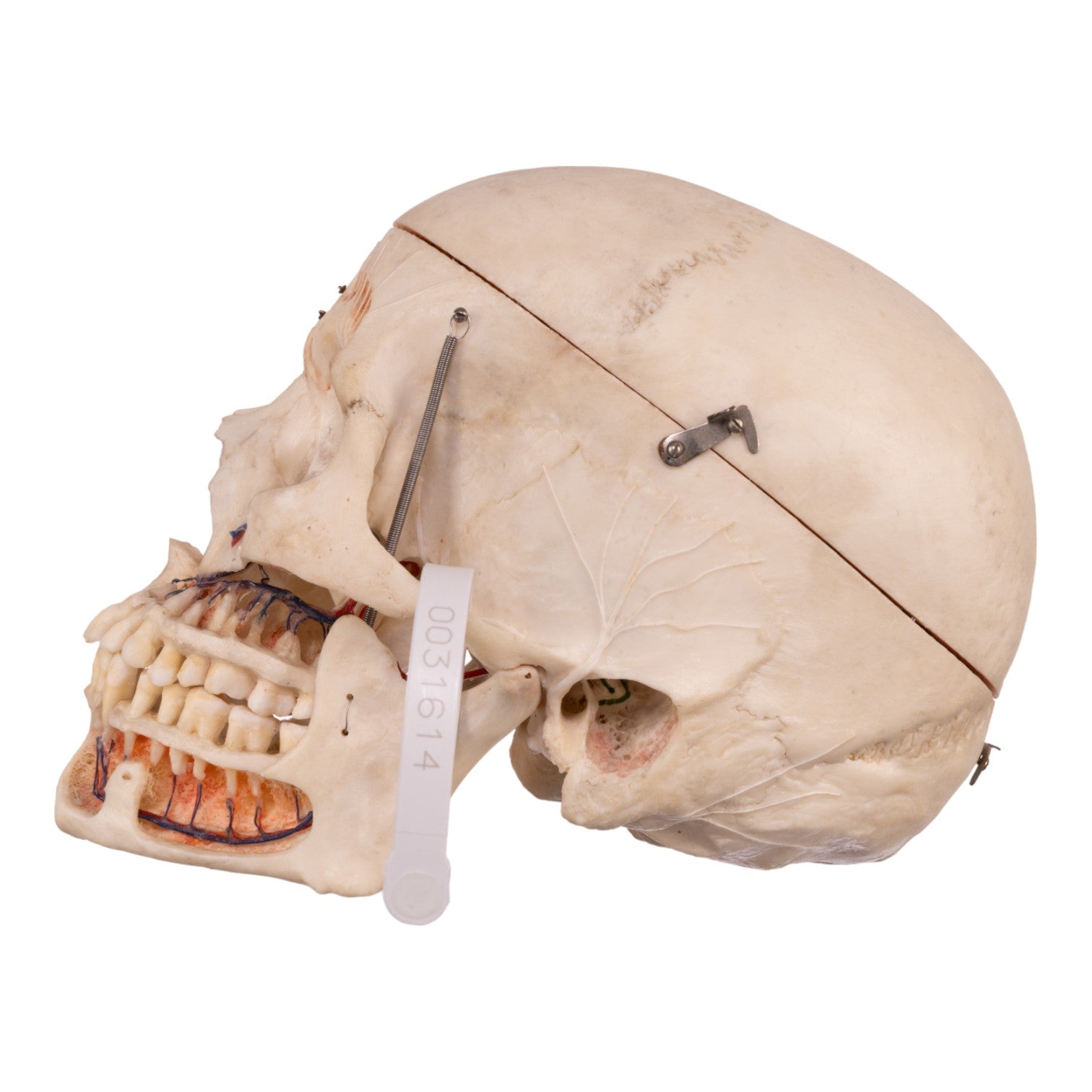 Authentic Human Dissected Skull with Durable Carrying Case - Perfect for Medical Education, Anatomy Studies & Halloween Decor