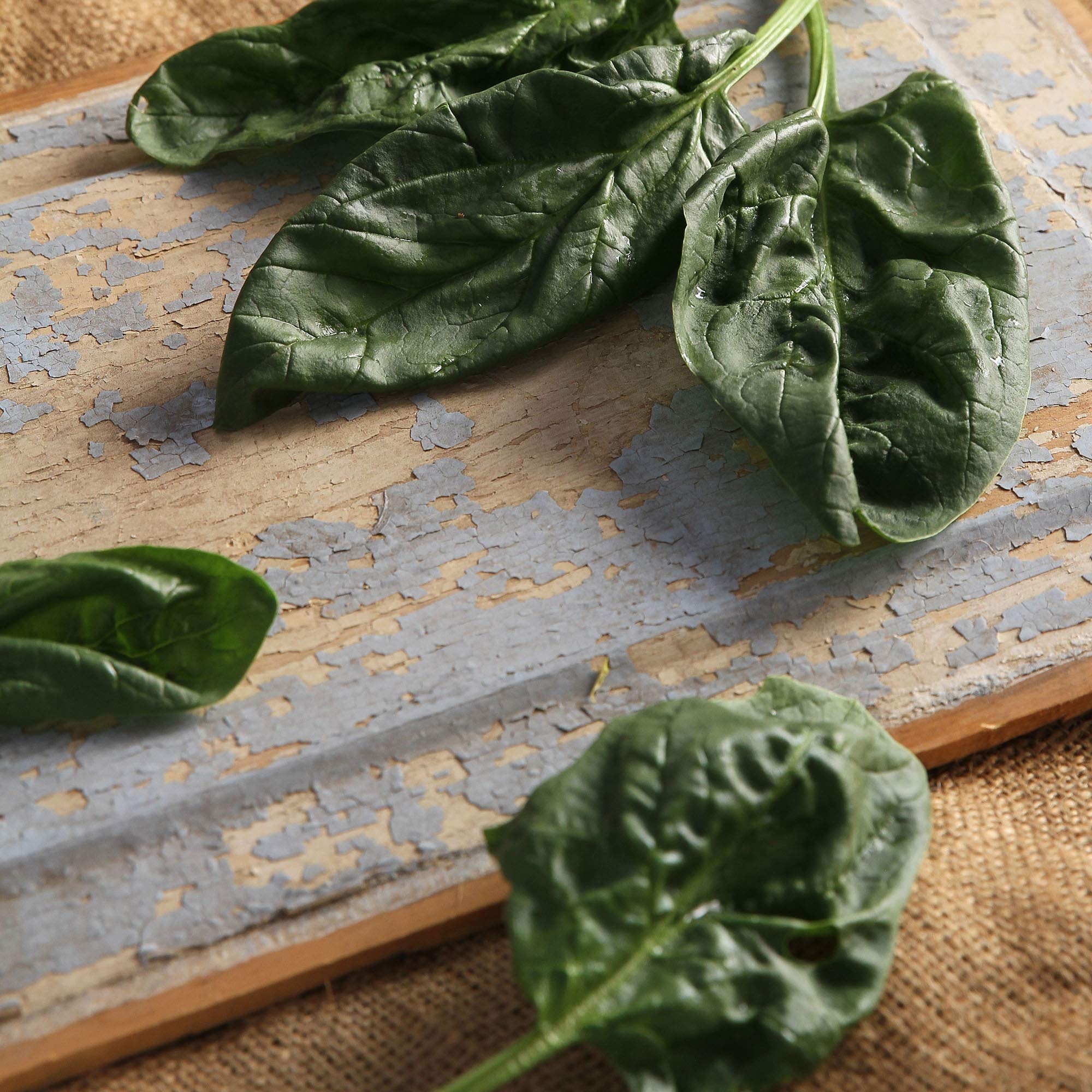 Non-GMO Heirloom Spinach Seeds for Gardening & Microgreens - 25 LB Pack (840,000 Seeds) - Perfect for Home Gardens & Commercial Farming