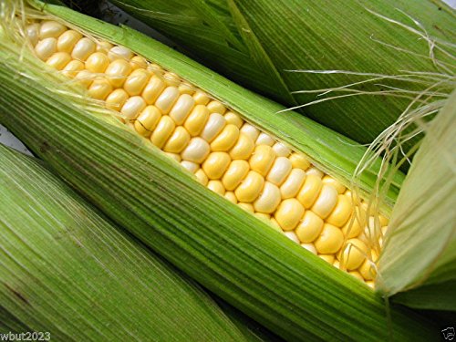 100 Ambrosia Bi-Color Corn Seeds - Plump, Sweet & Sugar Enhanced - Perfect for Home Gardening, Farmers Markets & Fresh Eating