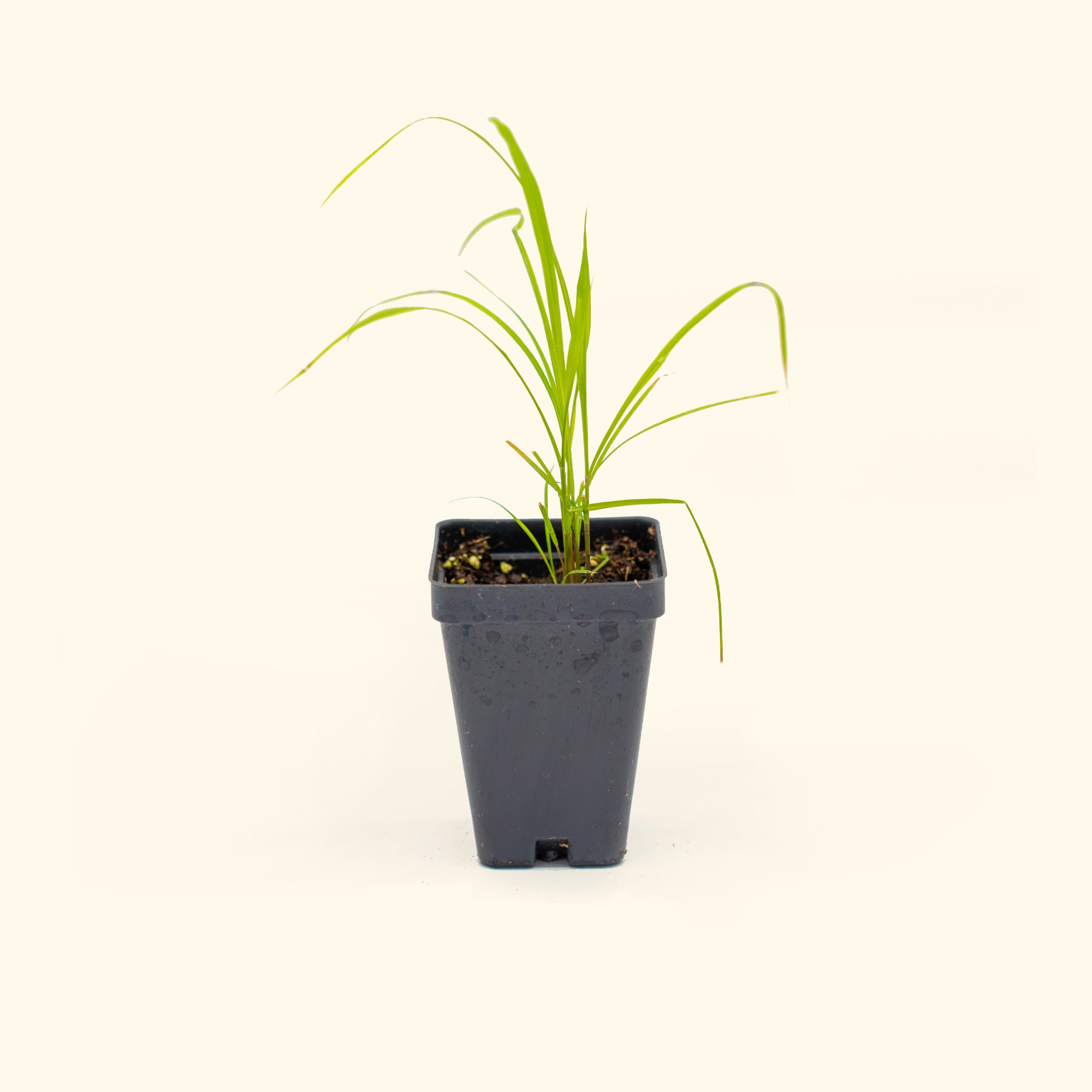 East Indian Lemongrass Seedling - Fresh Organic Herbs for Cooking, Tea & Aromatherapy | Perfect for Home Garden, Kitchen & Relaxation