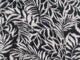 Black White Palms
