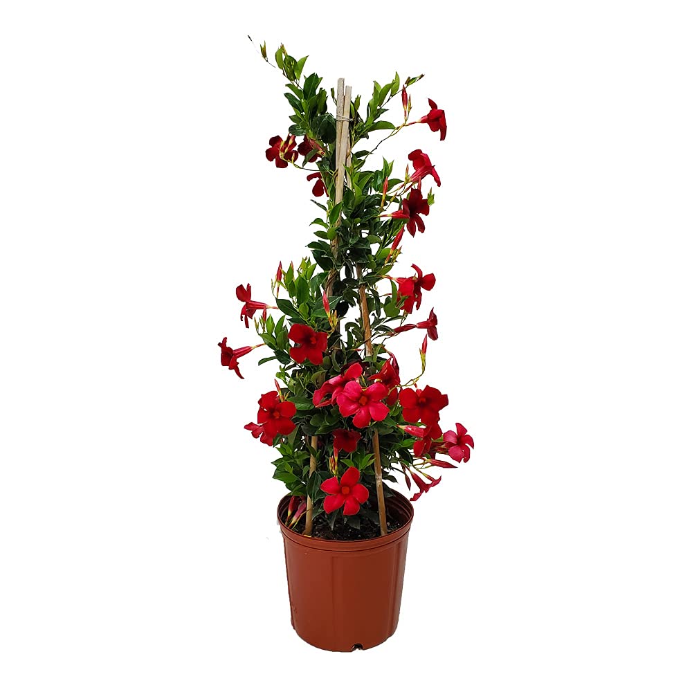 Live Dipladenia Plant - Beautiful Red Tropical Flowering Plant - 36