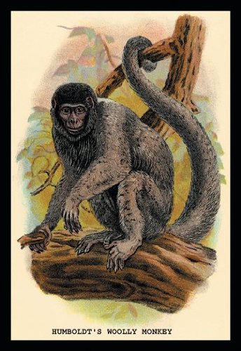 Humboldt's Woolly Monkey Art Print - 20x30 Inches High Quality Paper - Perfect for Home Decor, Office & Gifts
