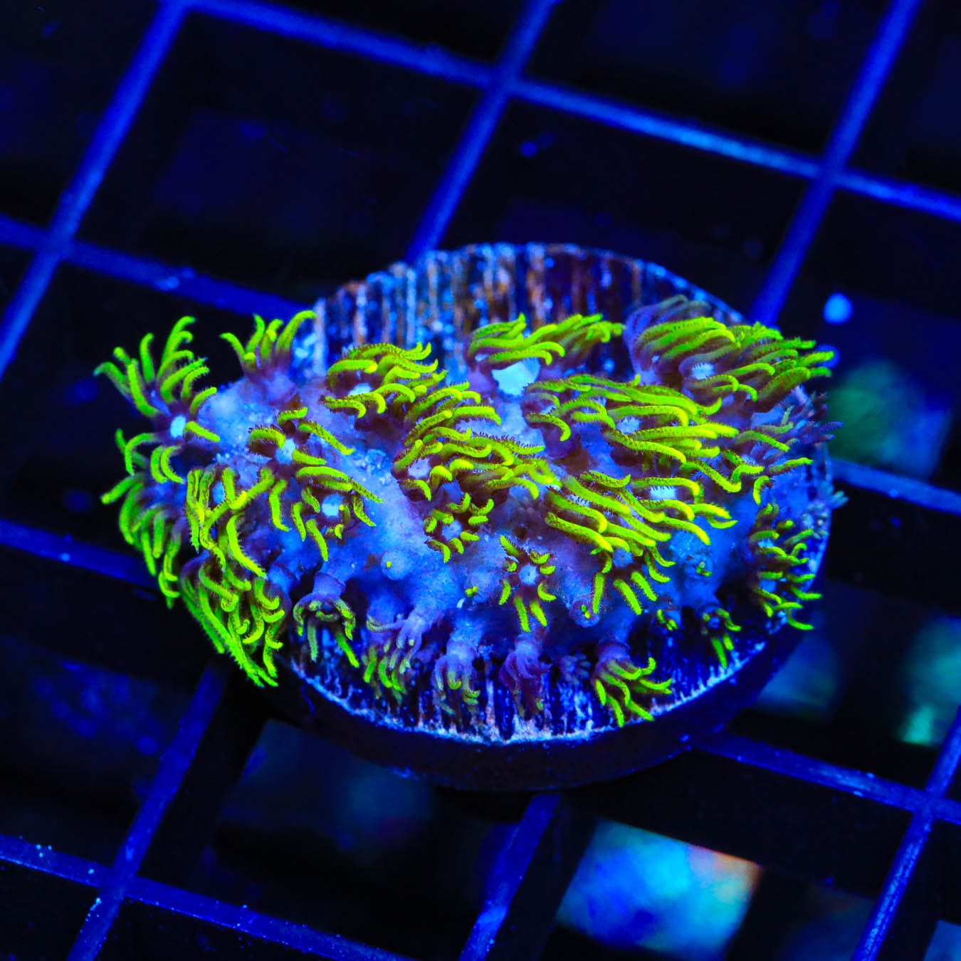 Blue Eye Star Polyps Coral - Live Saltwater Aquarium Coral for Reef Tanks | Perfect for Beginners & Marine Enthusiasts