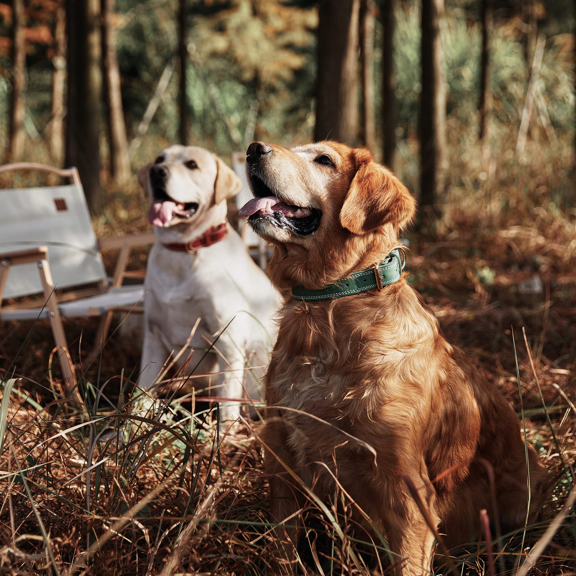 Premium Genuine Leather Dog Collar - Heavy Duty Wide Design for Medium & Large Dogs - Double Stitched for Durability - Forest Green - Perfect for Training, Walks & Outdoor Adventures