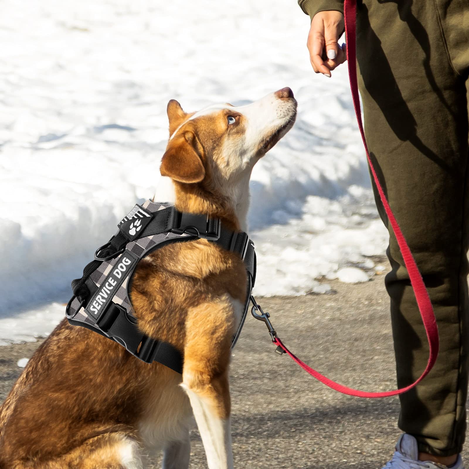 Demigreat Reflective Service Dog Harness with 5 PCS Patches - Adjustable Soft Oxford Pet Vest for Small Medium Large Dogs | Breathable Mesh Inner Layer | Easy Control Walking Harness for Therapy, Training & Outdoor Activities