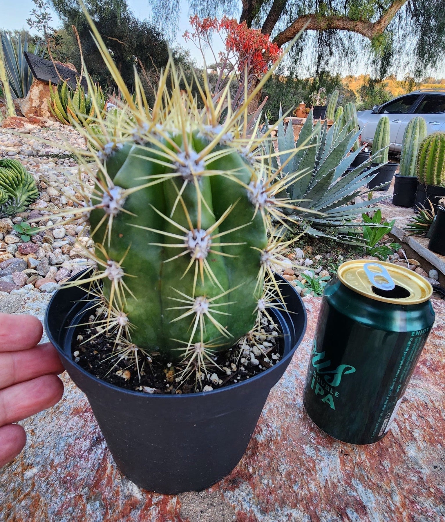 EC215 Trichocereus Candicans Ornamental Cactus - Rare Live Succulent Plant for Home Decor, Office Desk & Garden Landscaping