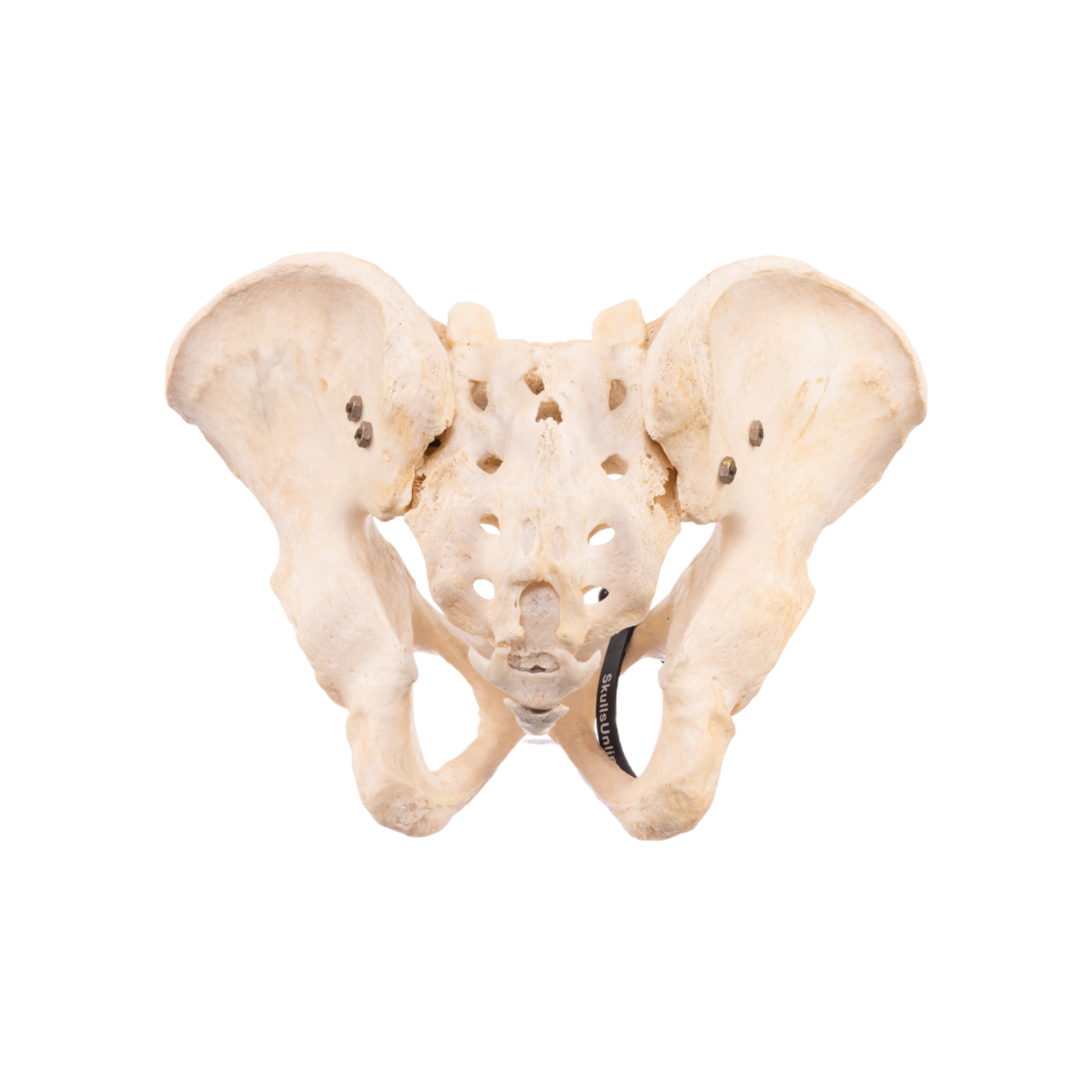 Real Human Pelvis, Sacrum, and Coccyx Articulated - Anatomical Model for Medical Education, Study, and Display
