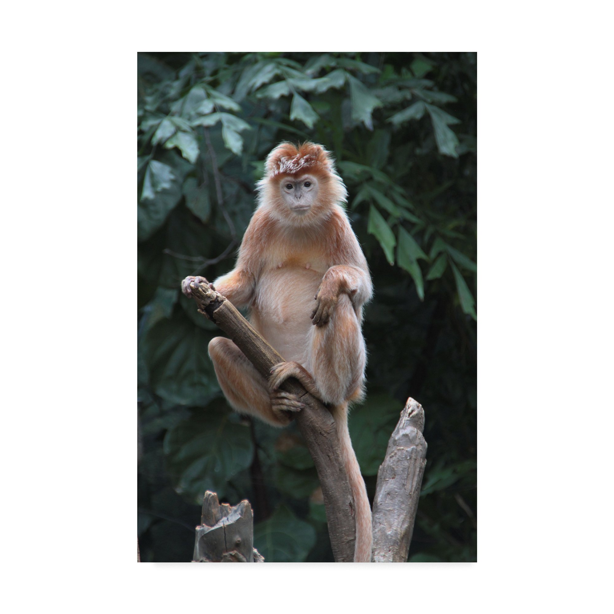Robert Michaud Monkey Art Print - 22x32 Inch Wall Decor for Living Room, Bedroom & Office | Modern Home Decor & Gift Idea