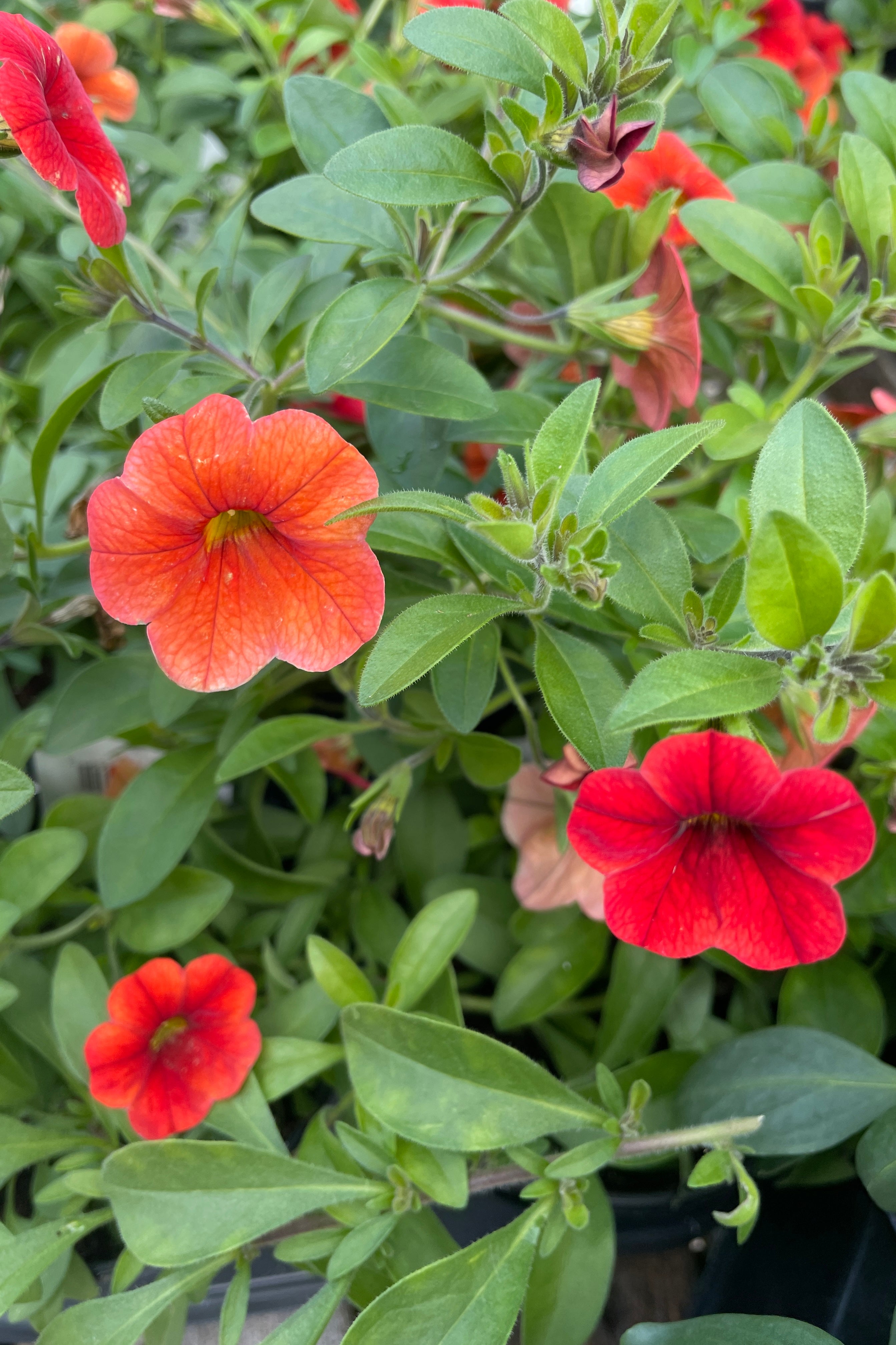 Calibrachoa Flower Seeds - Assorted Colors (10 Pack) | Perfect for Hanging Baskets, Garden Borders & Container Gardening