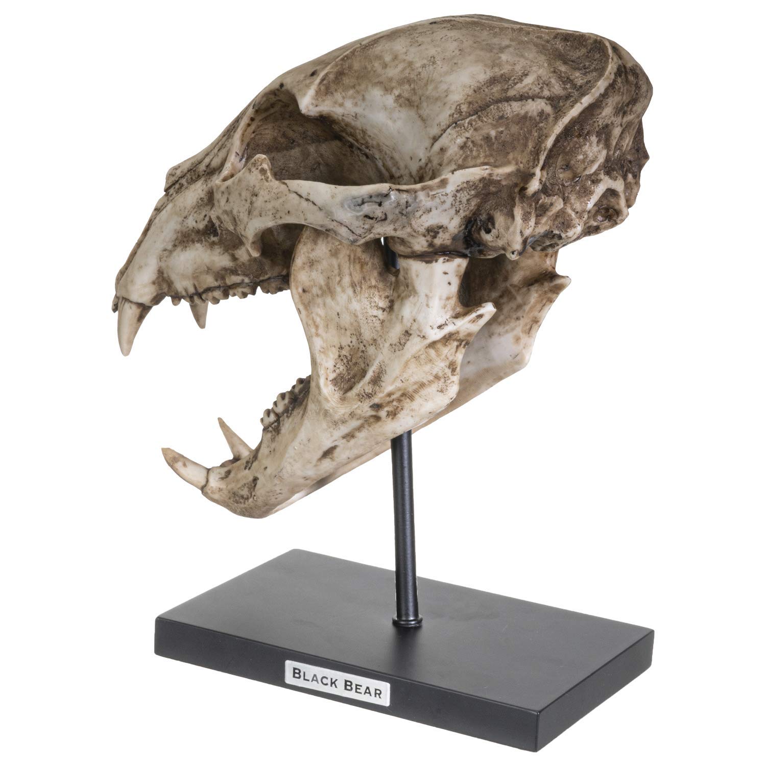 SUMMIT COLLECTION Polystone Resin Black Bear Skull Replica with Stand & Name Plaque - 10.75 Inch Home Decor Sculpture for Cabin, Hunting Lodge & Gothic Interior Design