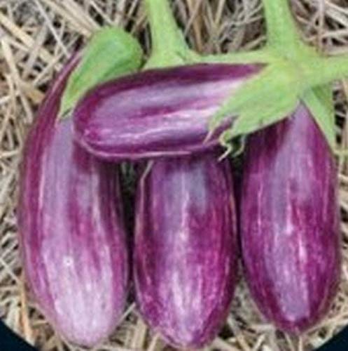 Pandora Rose Striped Eggplant Seeds - 25 Count, Beautiful Lilac-Rose Color with White Stripes for Home Garden Planting - Perfect for Vegetable Gardens, Balcony Planters & Organic Farming