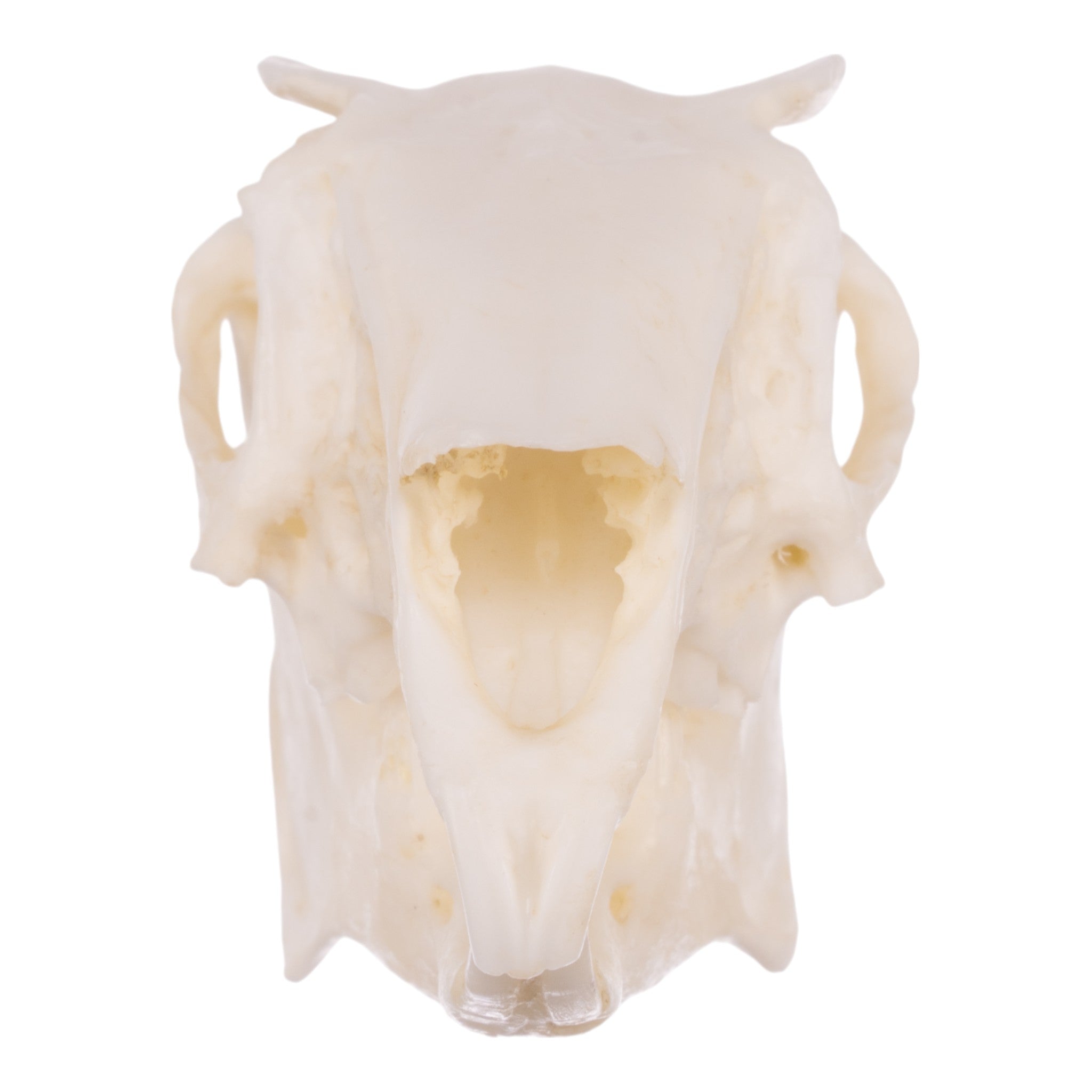 Realistic Rabbit Skull Replica - Perfect for Halloween Decor, Gothic Home Decor, Biology Study, and Taxidermy Display