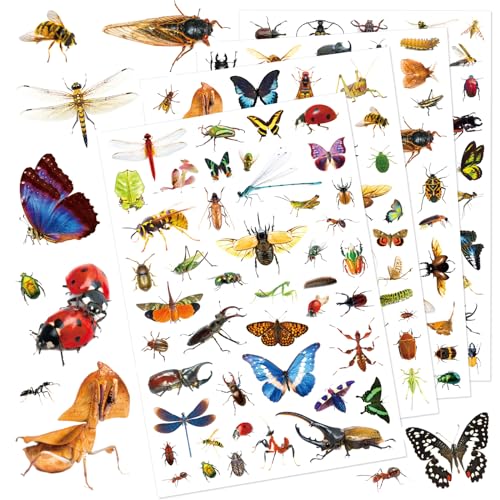 Insect