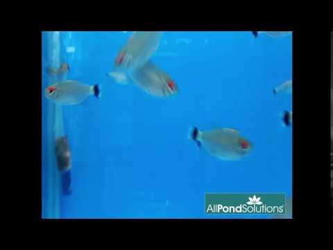 Red Eye Tetra Fish - Live Tropical Freshwater Aquarium Fish for Home & Office Tanks | Perfect for Community Aquariums & Fish Tanks