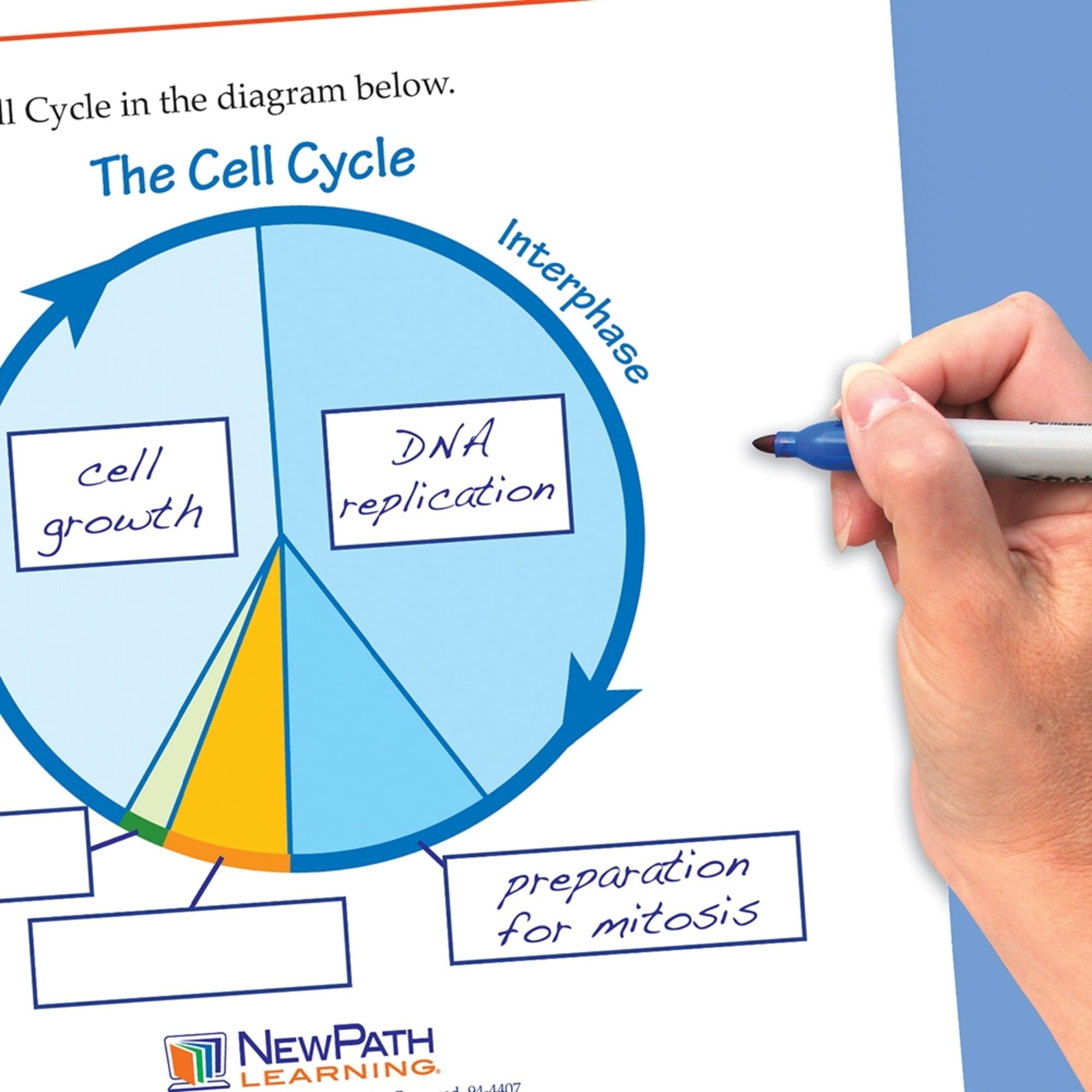Mitosis Flip Chart & Online Multimedia Lesson for Grades 6-10 | Newpath Learning | Interactive Science Teaching Aid for Middle School Biology Classrooms