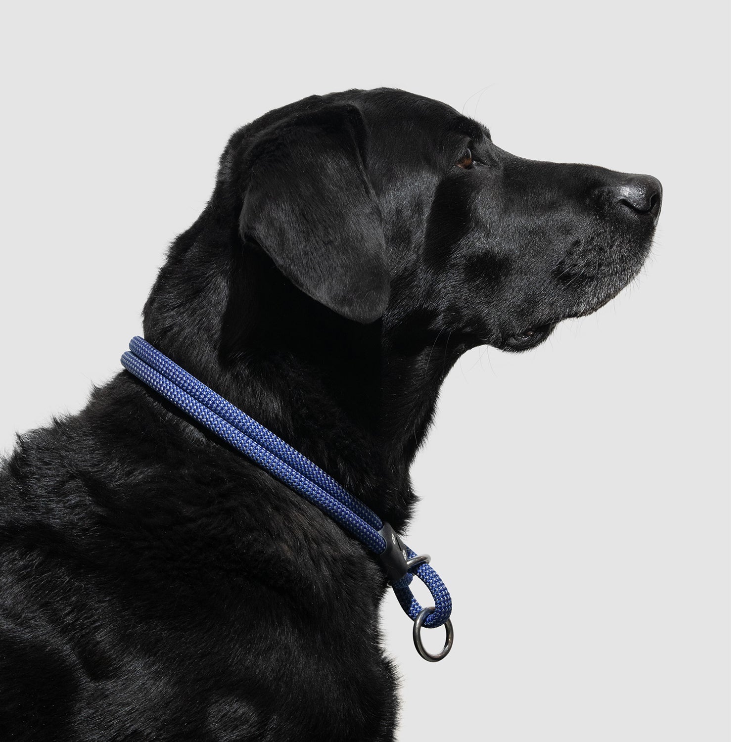Lifetime Slip Collar for Dogs - Adjustable Nylon Training Collar with Quick-Release Buckle - Perfect for Obedience Training, Walking & Outdoor Adventures