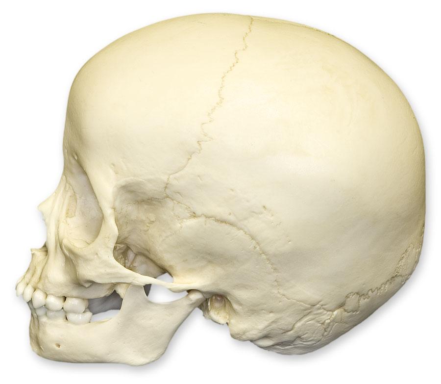 Authentic Replica 3-Year-Old Human Child Skull - Anatomical Model for Medical Study, Halloween Decor & Educational Display